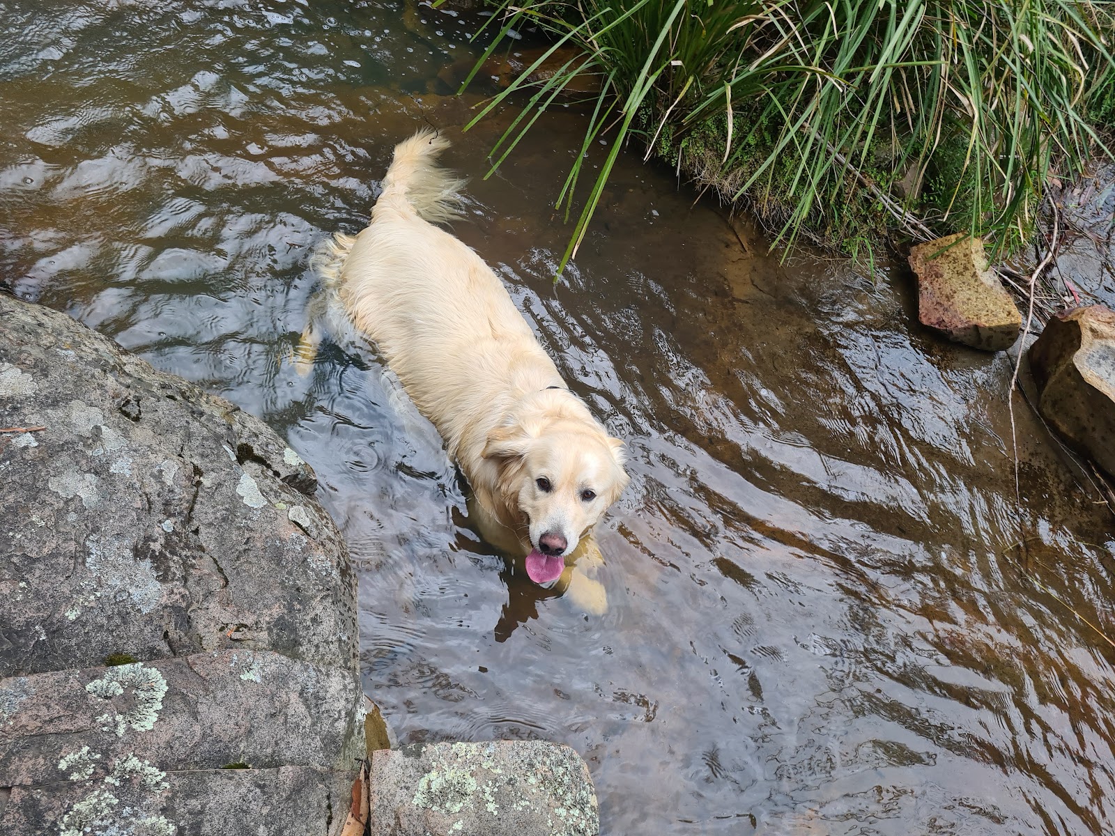 Zoomies & Groomies