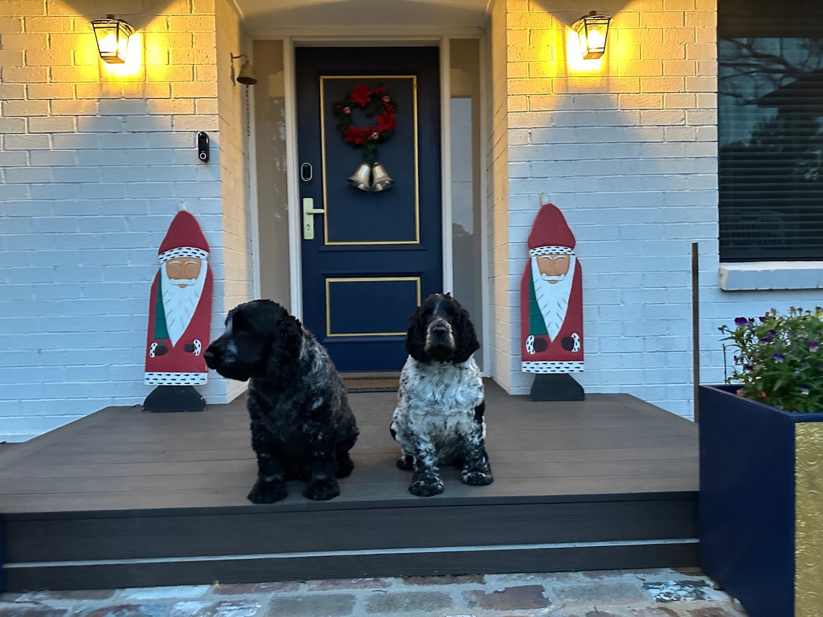 Zoomies & Groomies