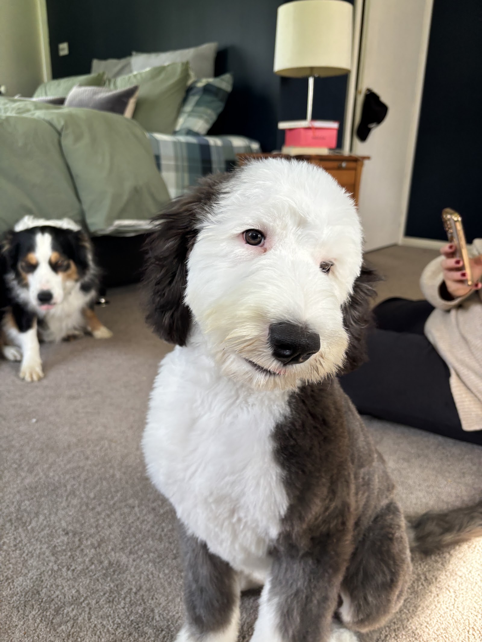 The Luxe Dog Grooming Salon — Pet Groomers