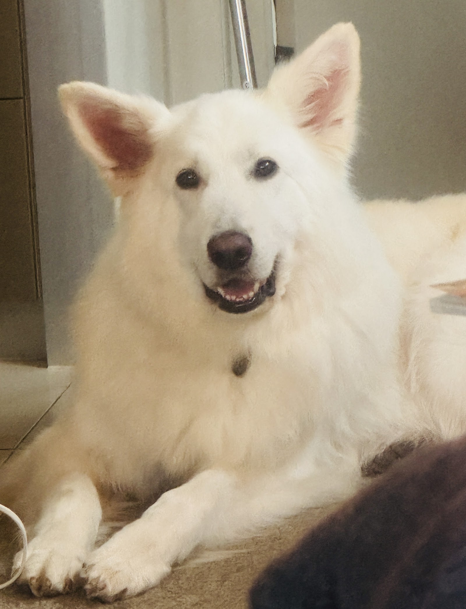 The Luxe Dog Grooming Salon