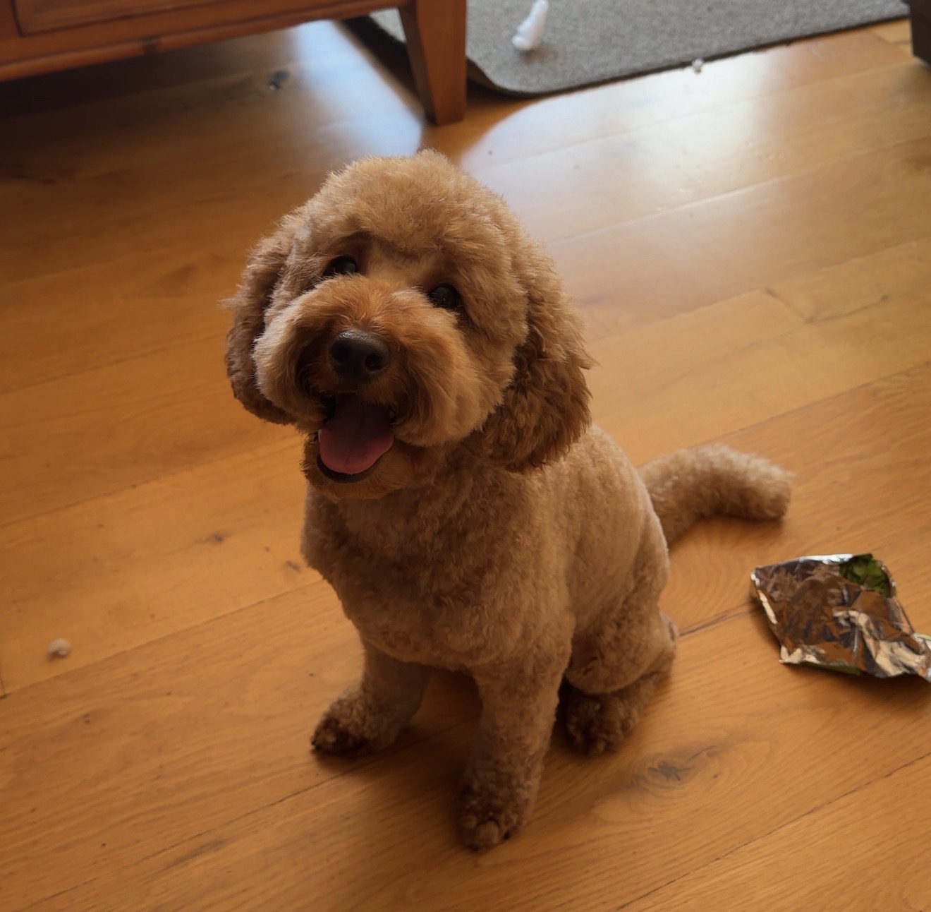 The Luxe Dog Grooming Salon