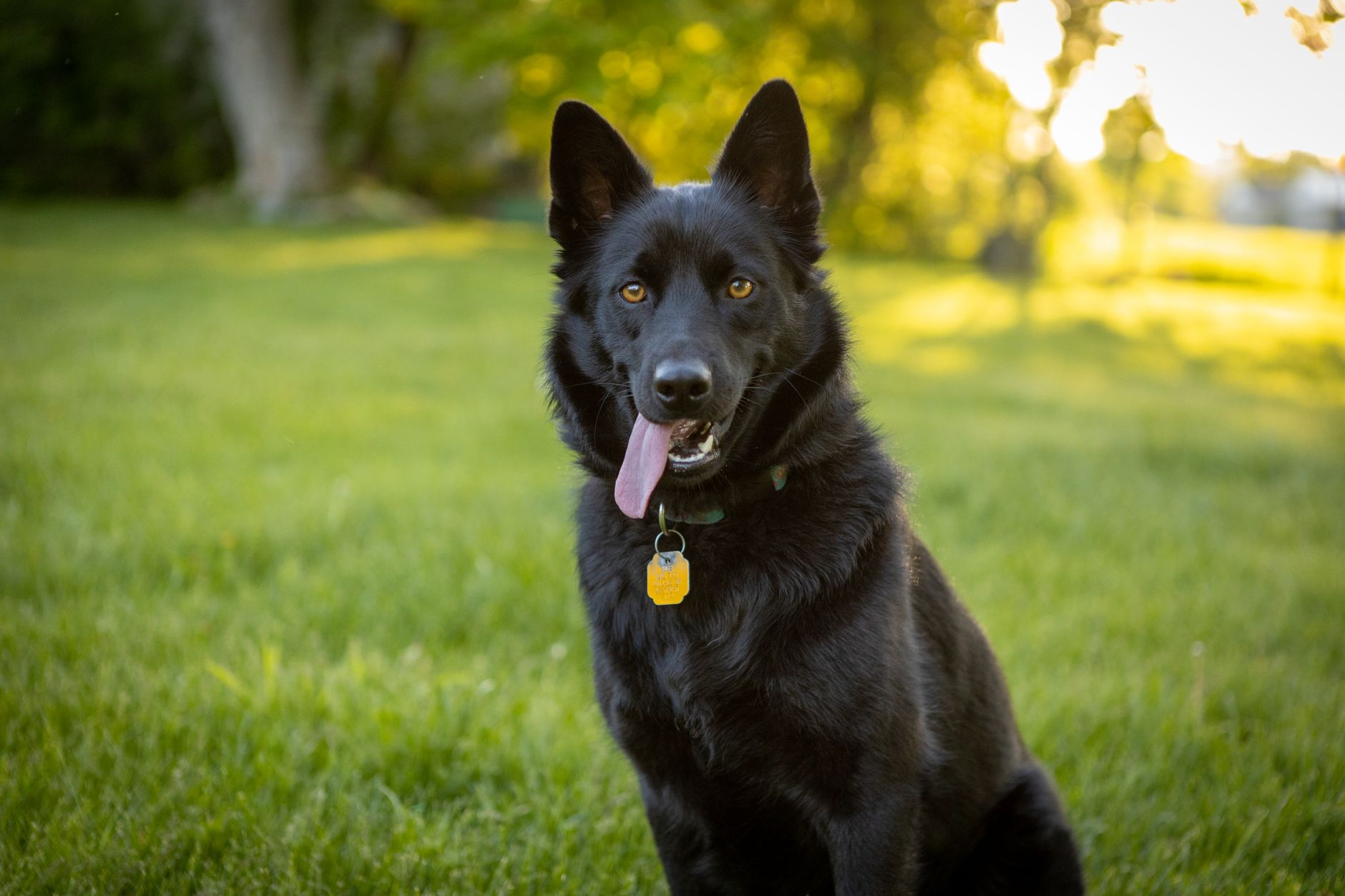 The Luxe Dog Grooming Salon
