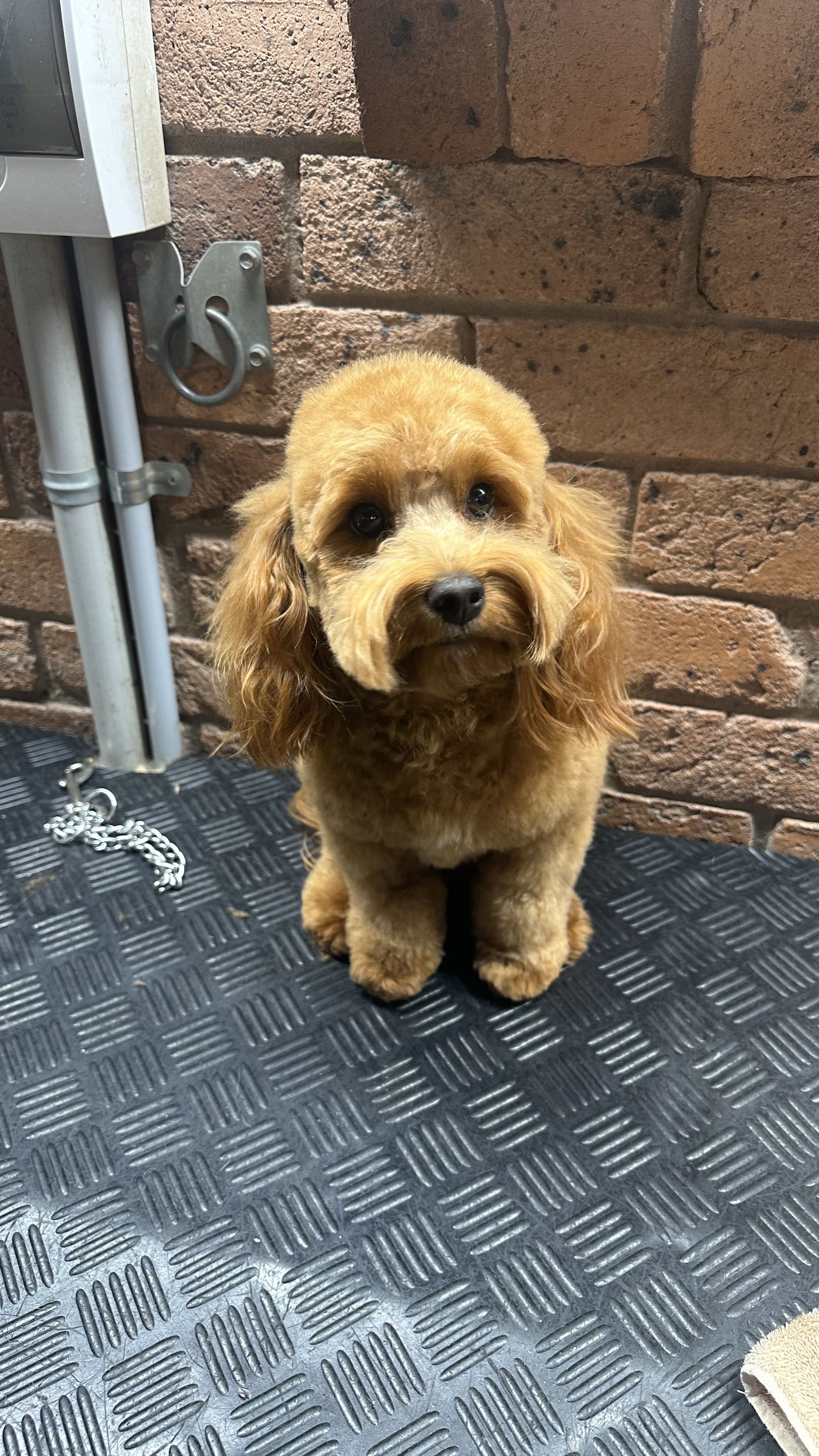 AT HOME DOG SPA — Pet Groomers