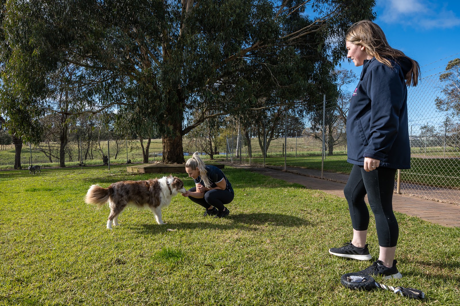 Pet Resorts Australia Southern Highlands