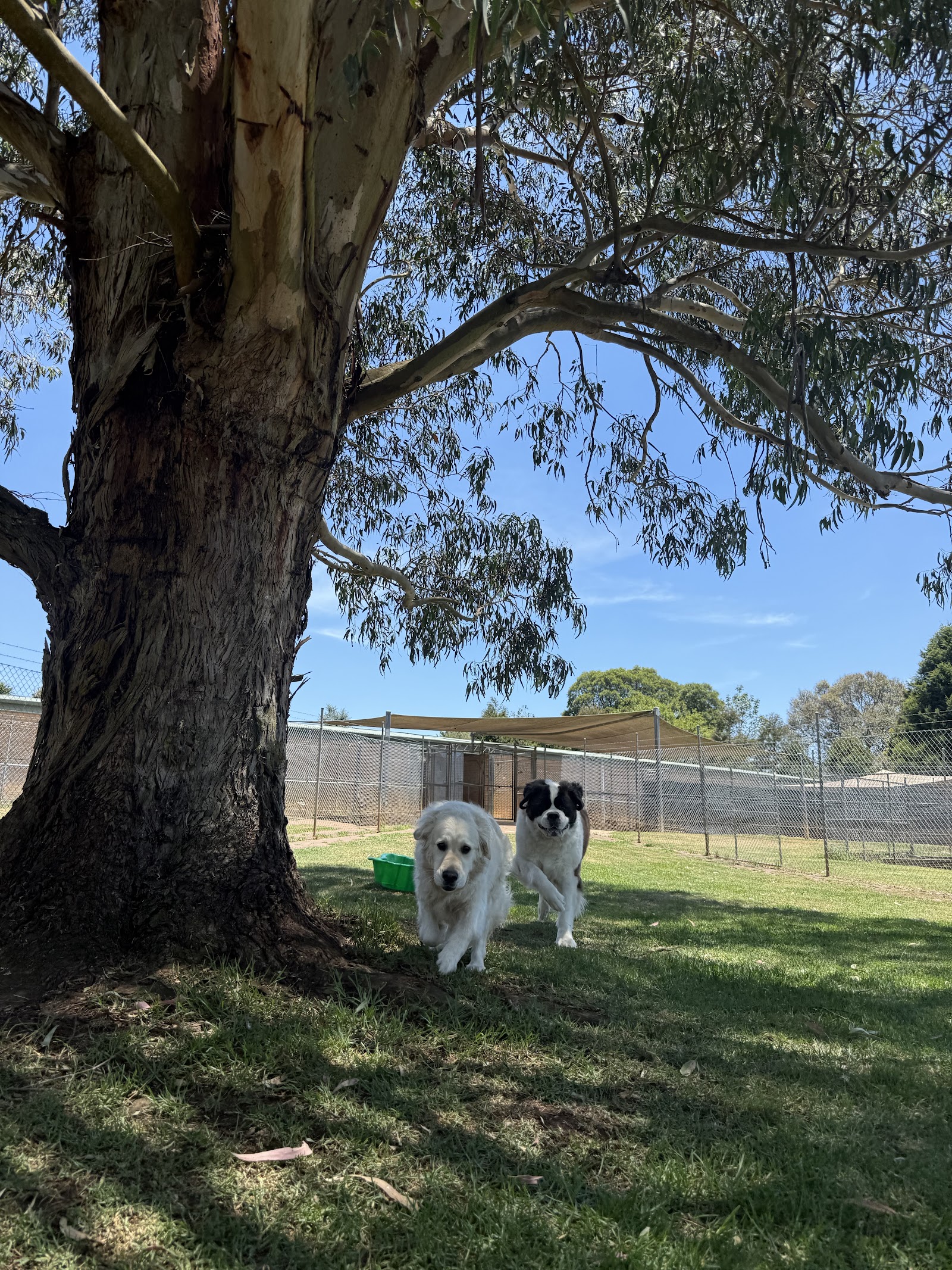 Pet Resorts Australia Southern Highlands