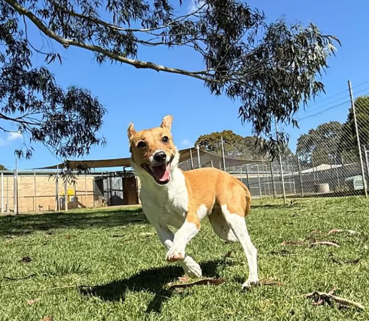 Pet Resorts Australia Southern Highlands