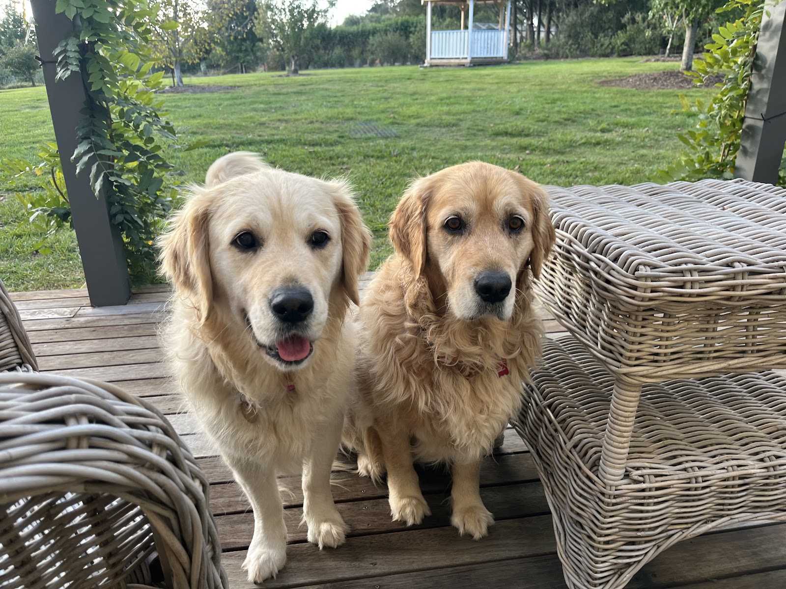 Pet Resorts Australia Southern Highlands