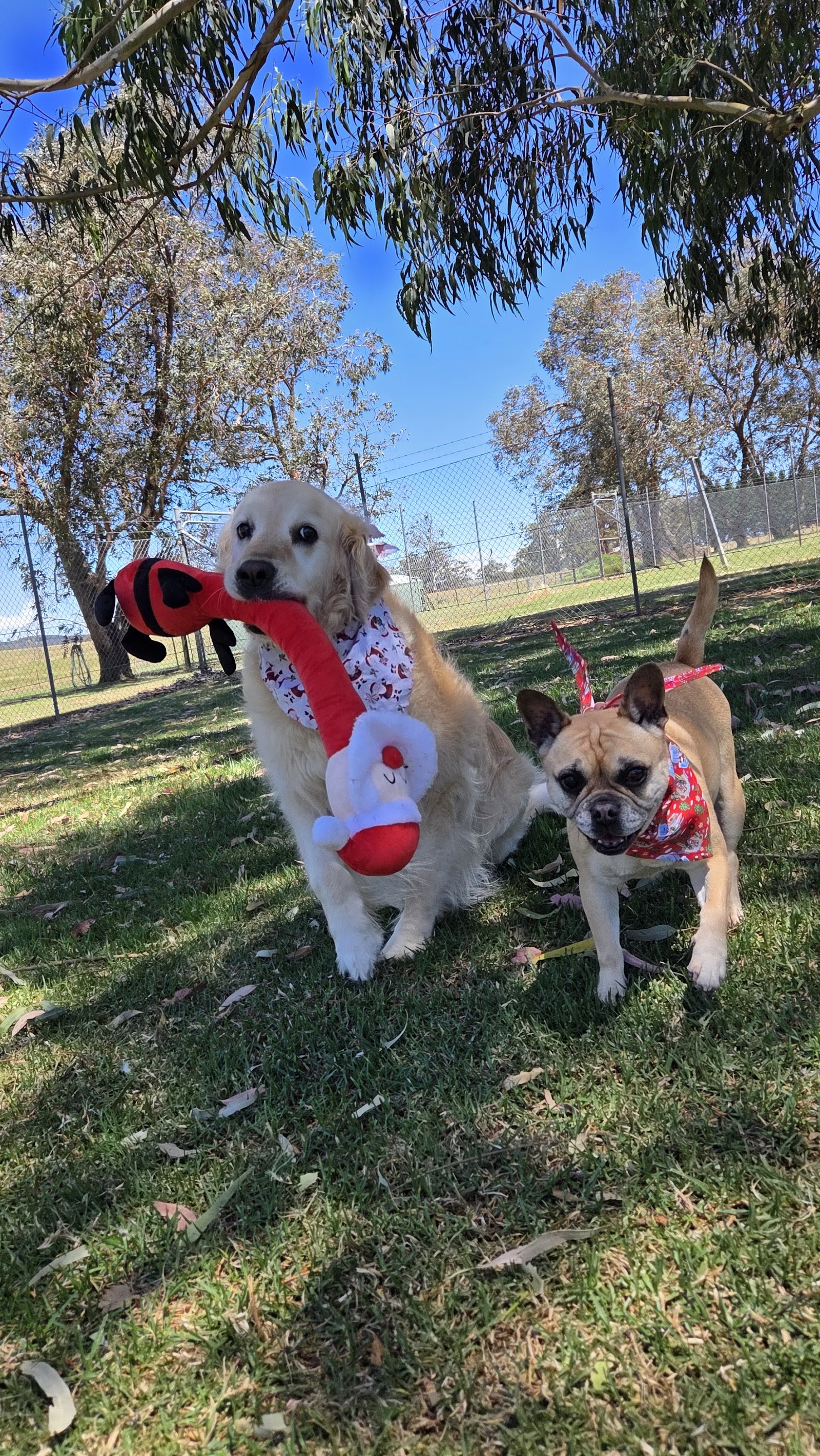Pet Resorts Australia Southern Highlands