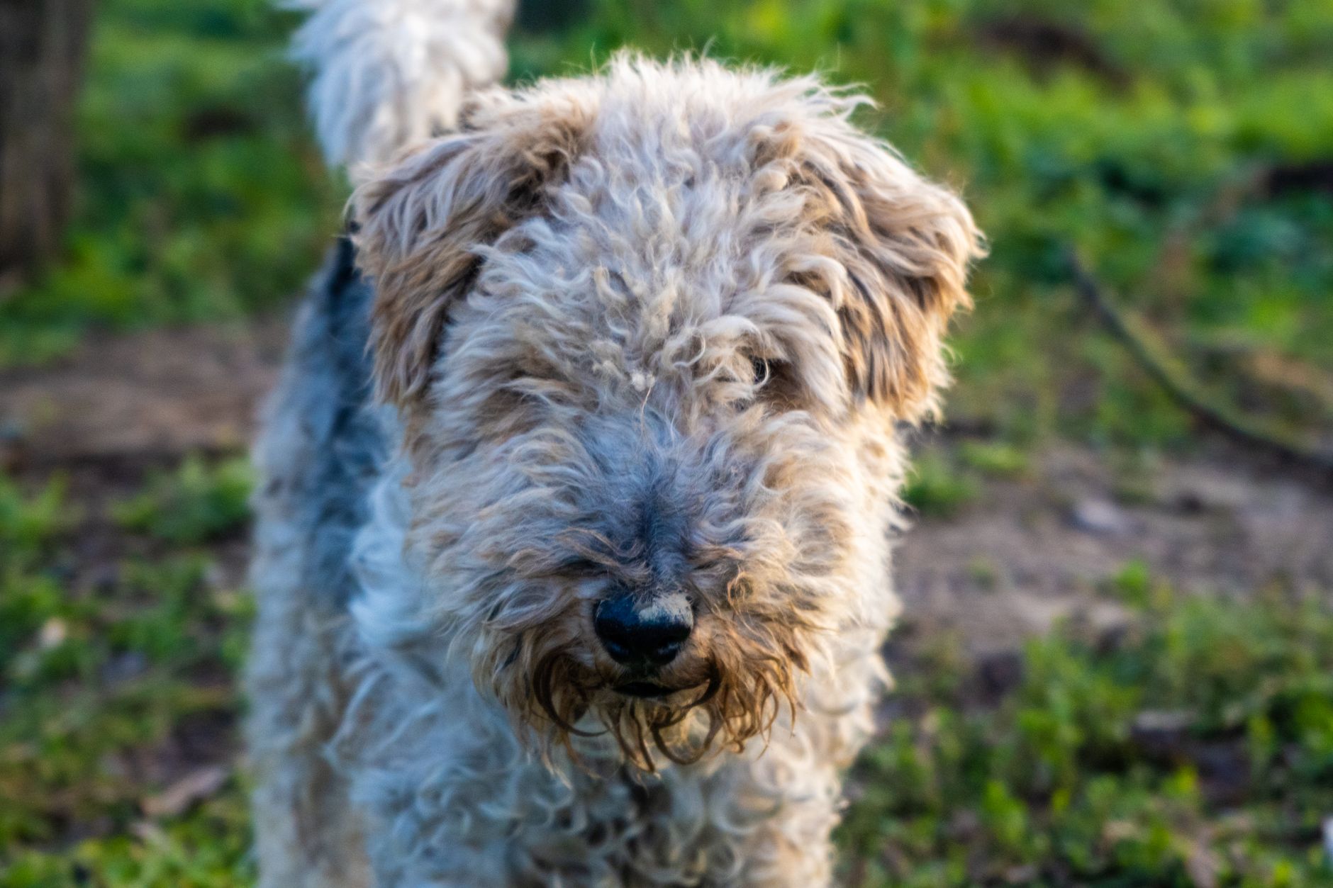 Kelzarki Kennels