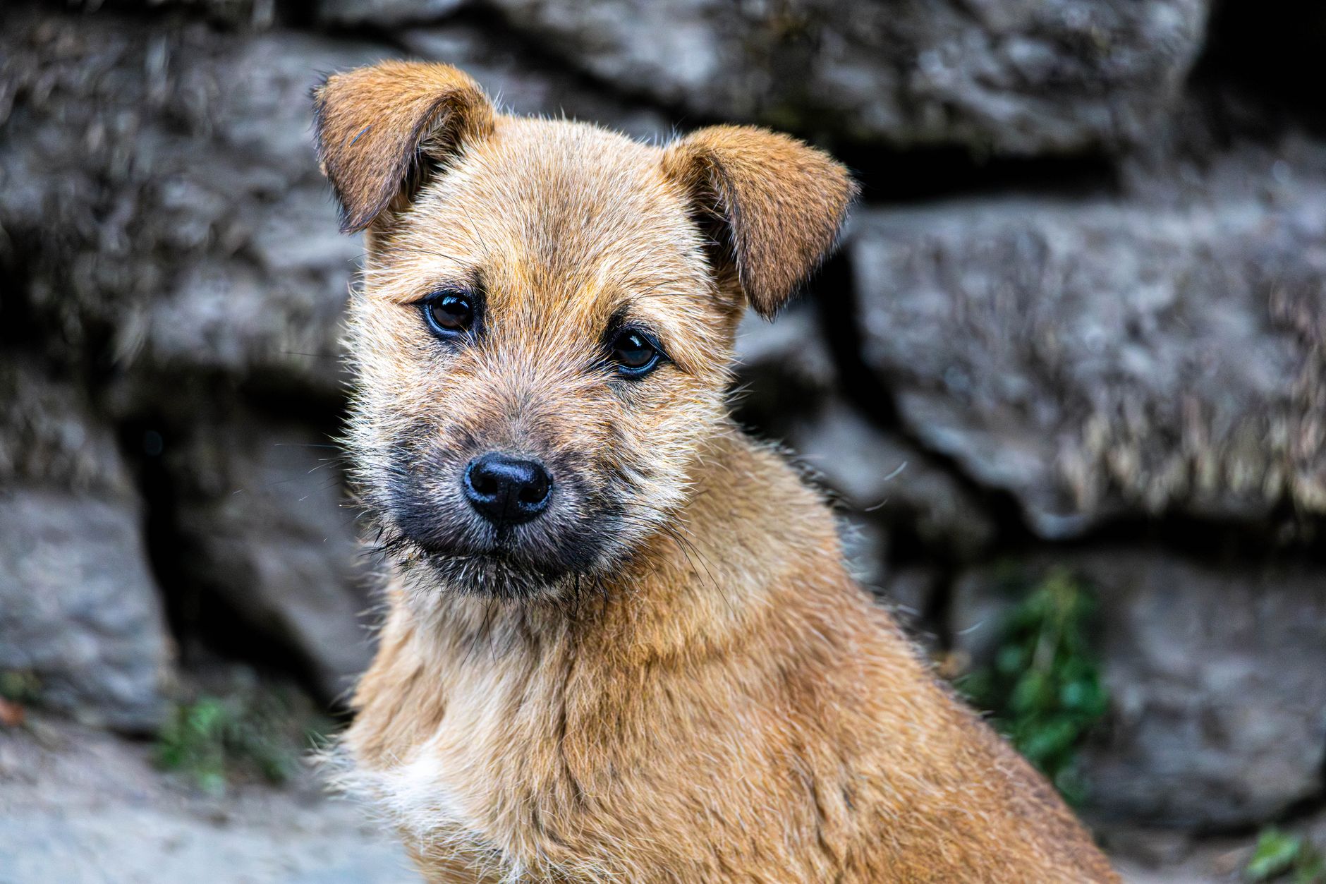 Kelzarki Kennels