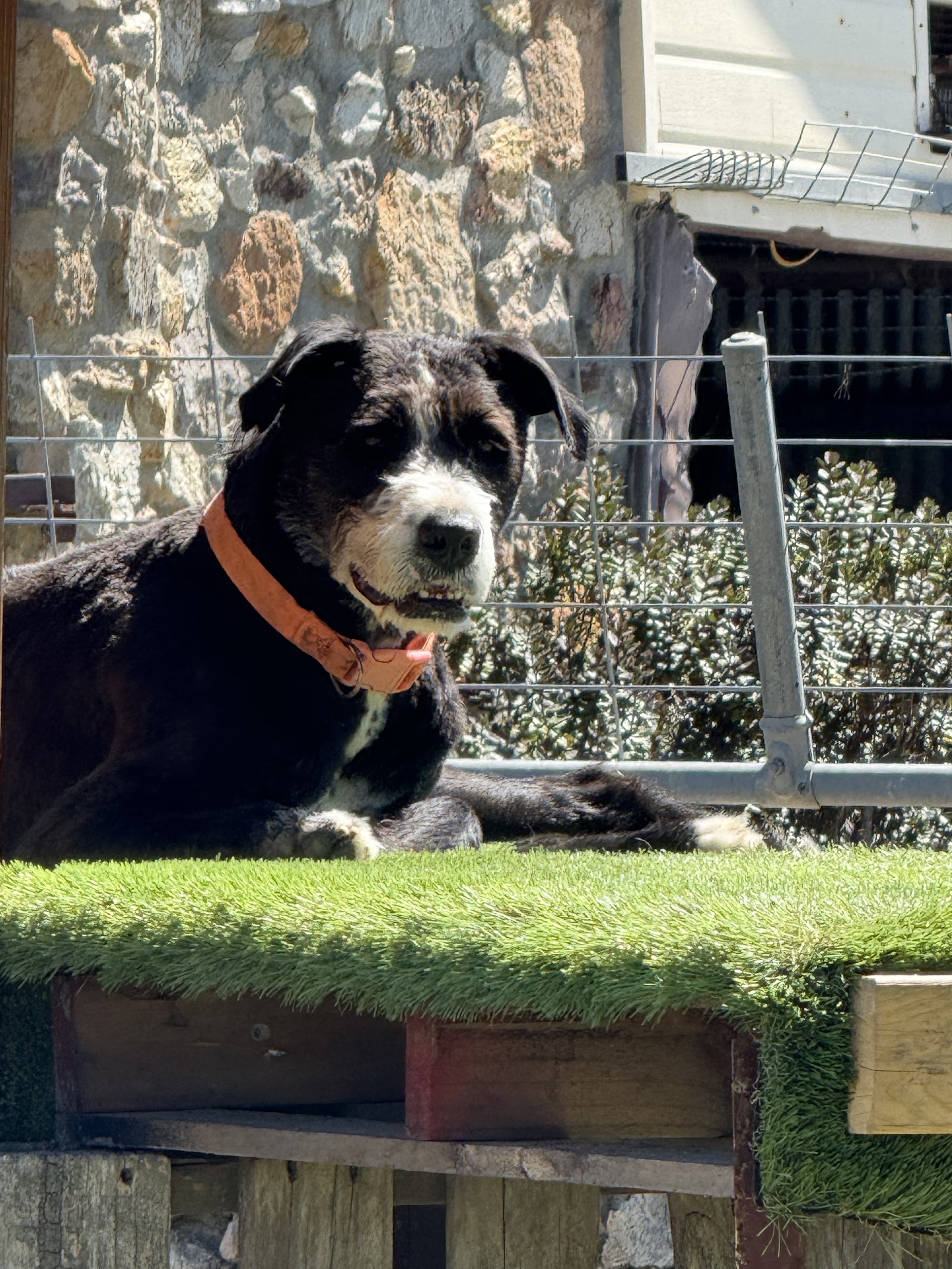 Ruff Cutz Pet Salon — Pet Groomers