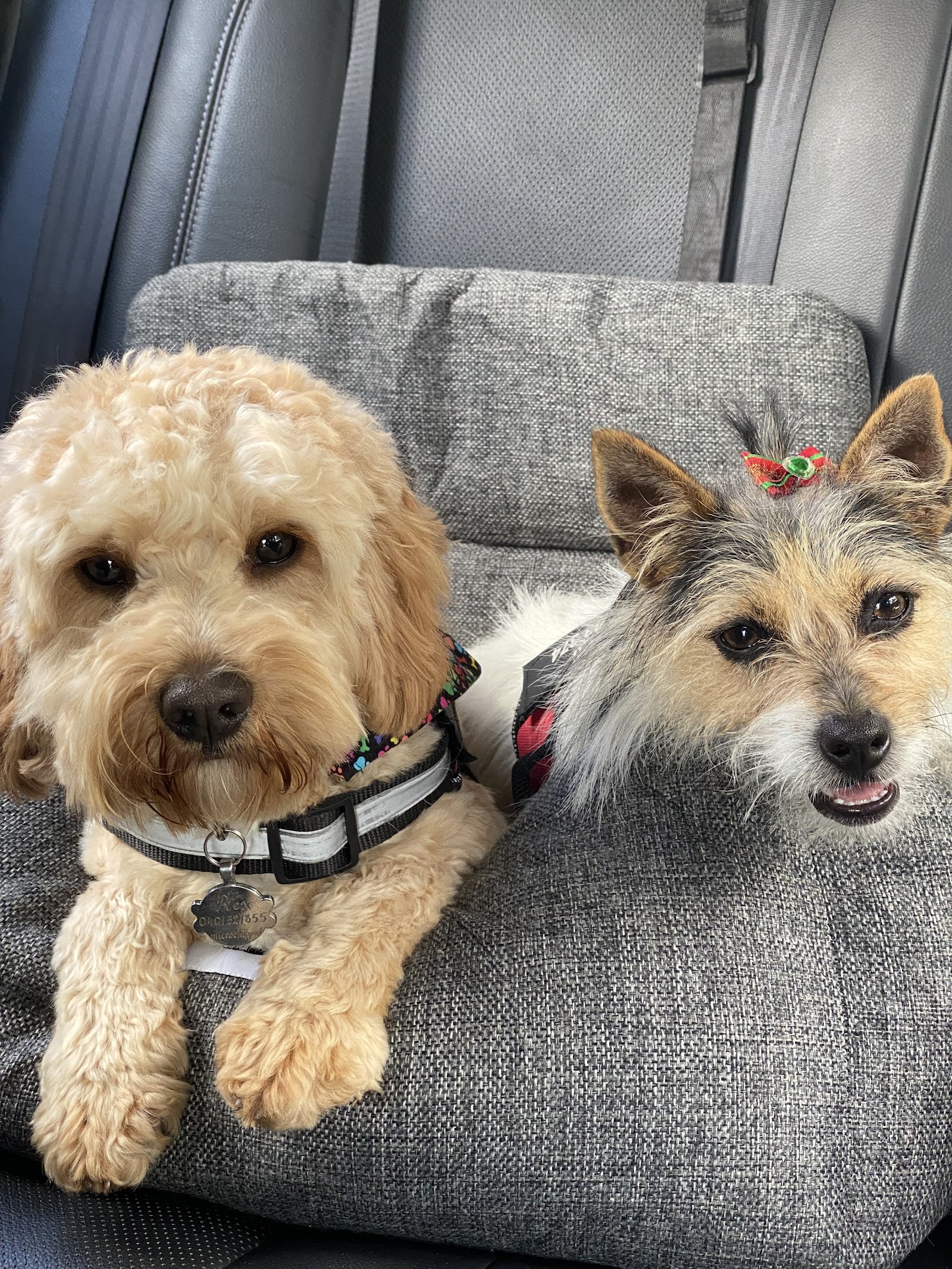 Ruff Cutz Pet Salon