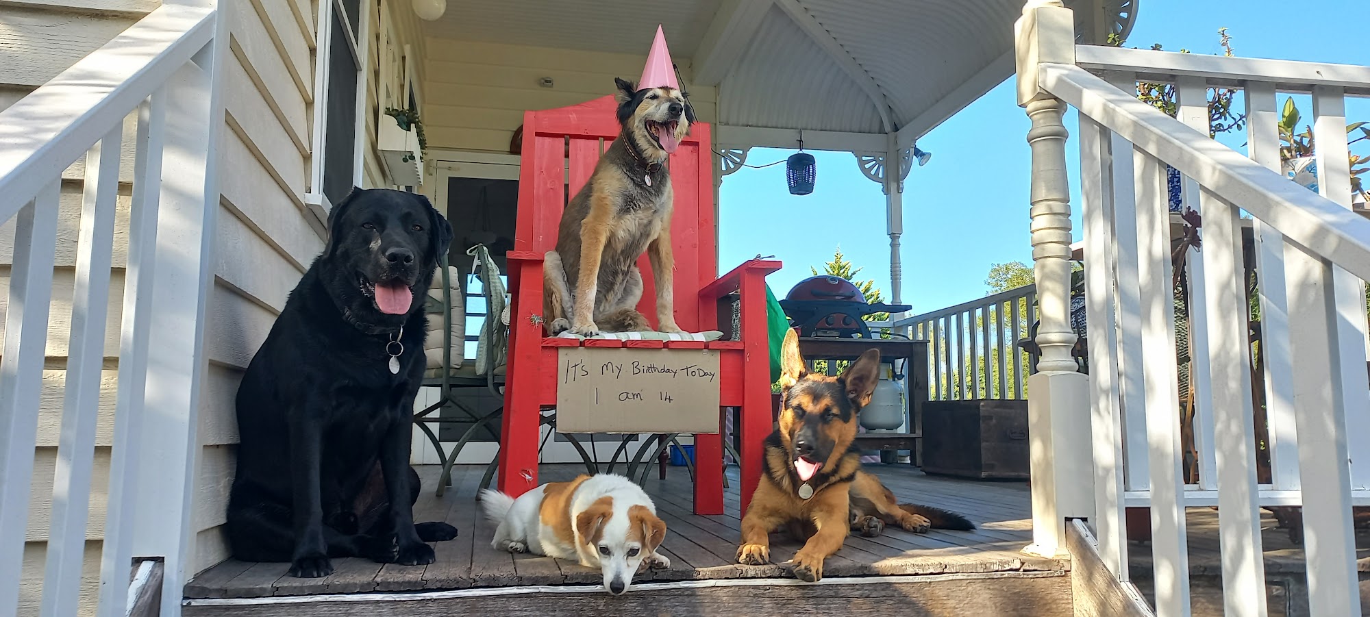Milton Village Vet