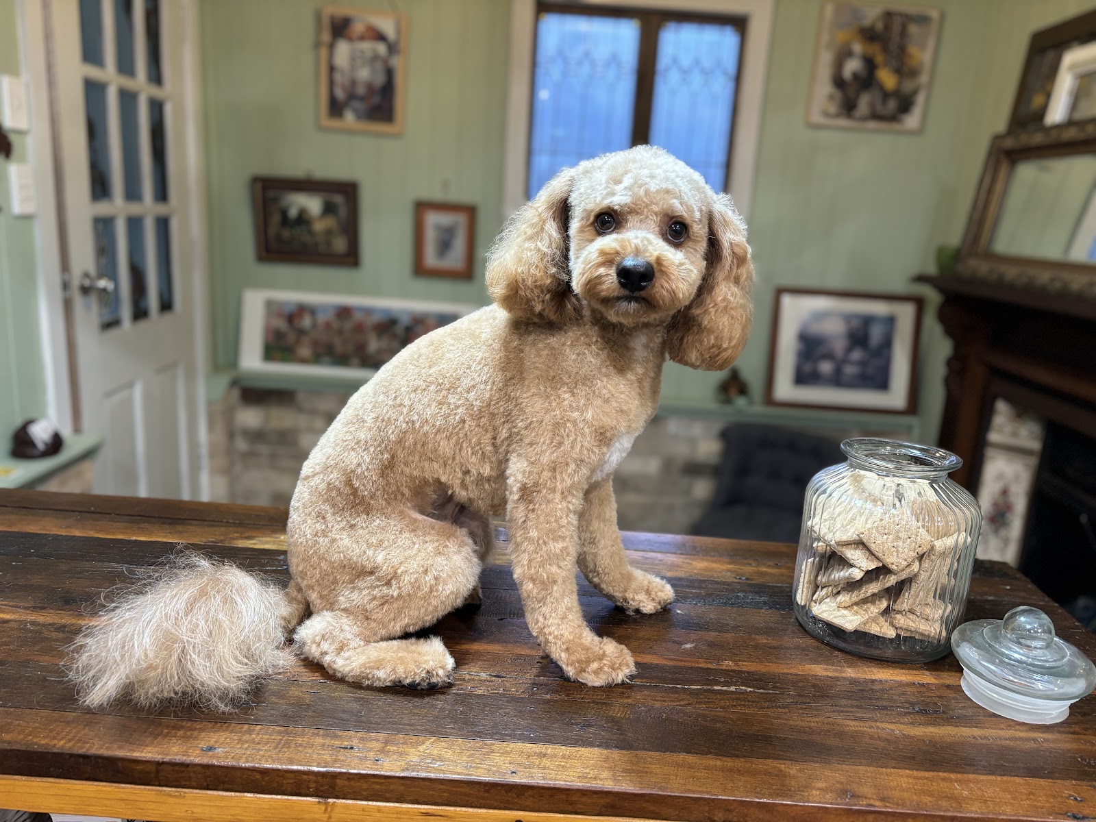 WAGS wash & groom service