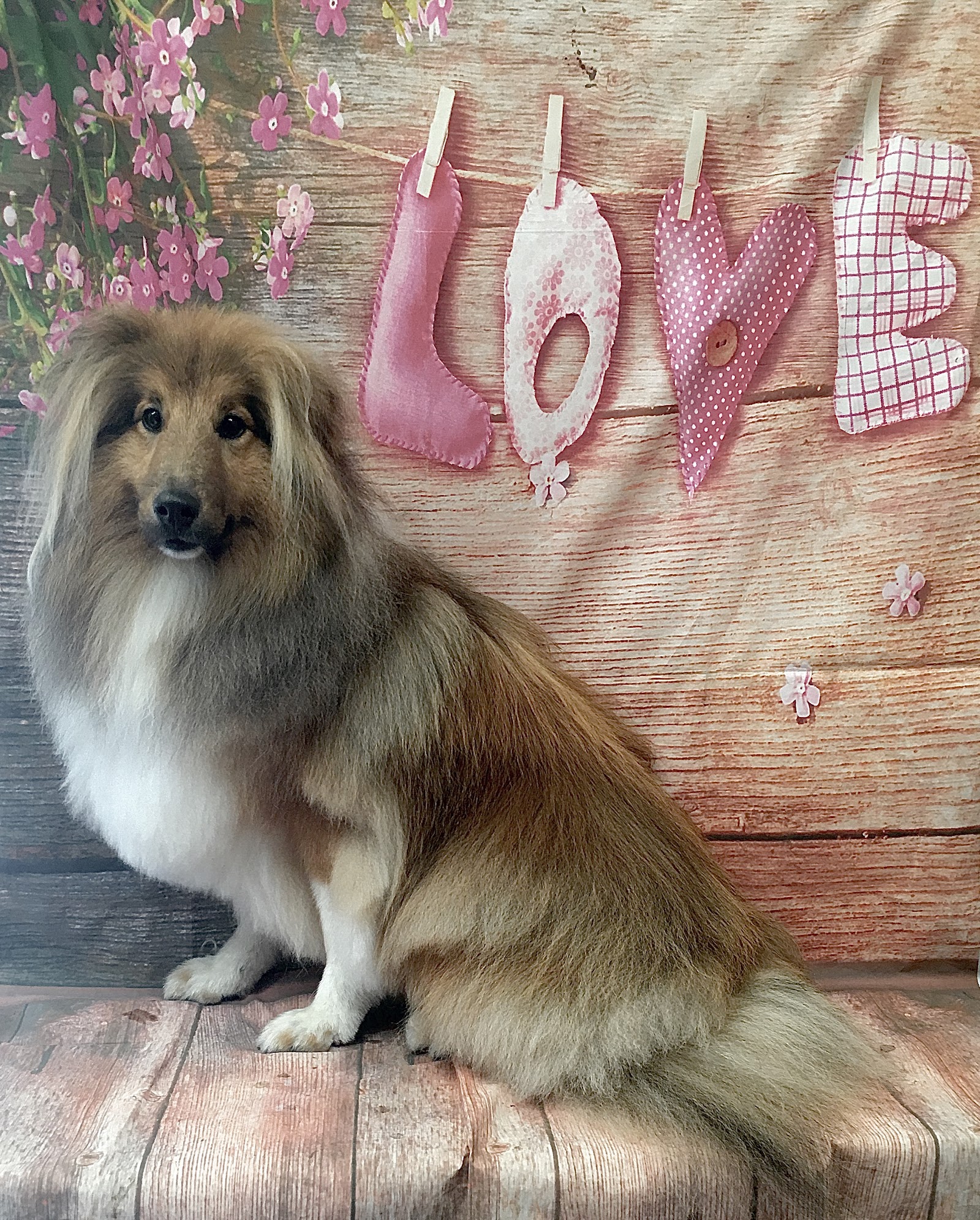 WAGS wash & groom service