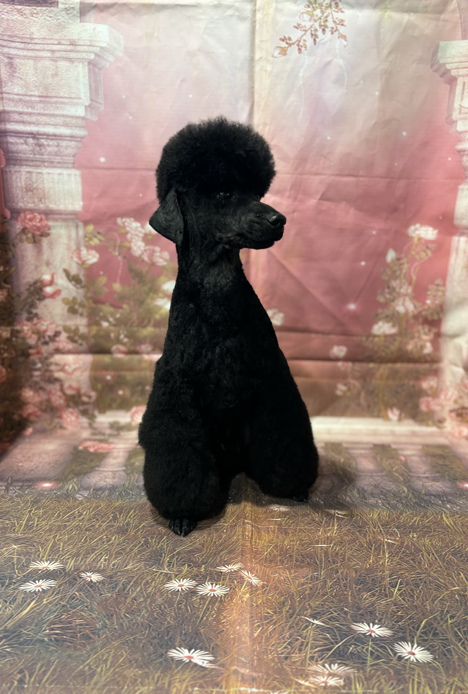 WAGS wash & groom service — Pet Groomers