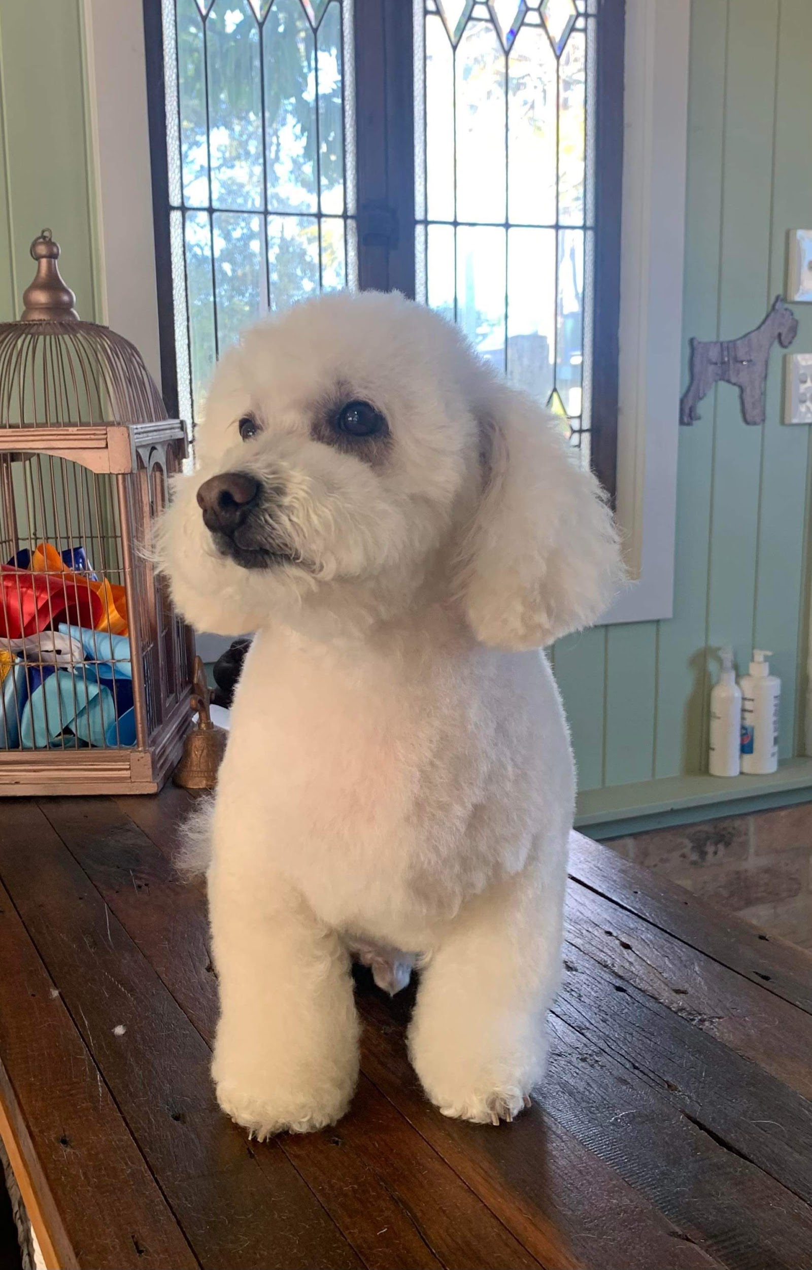 WAGS wash & groom service