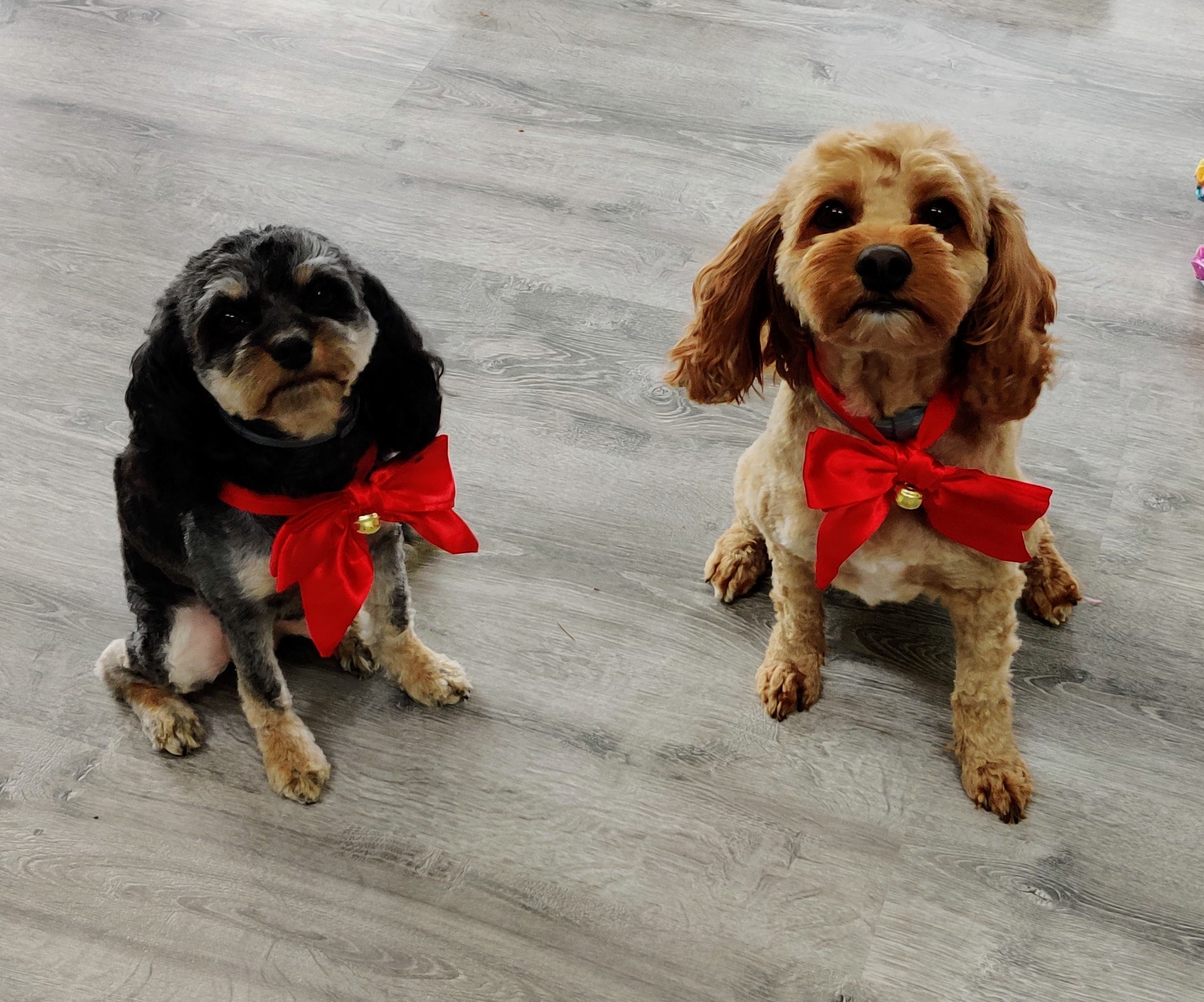 The Pet Stylist — Pet Groomers