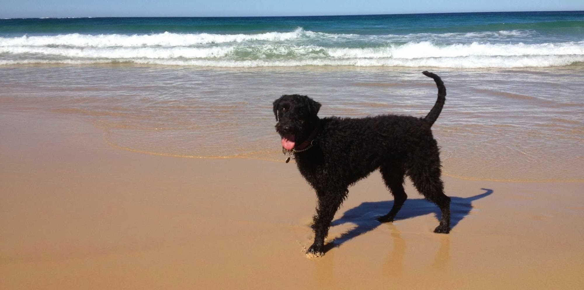 Ulladulla Pet Motel — Pet Groomers