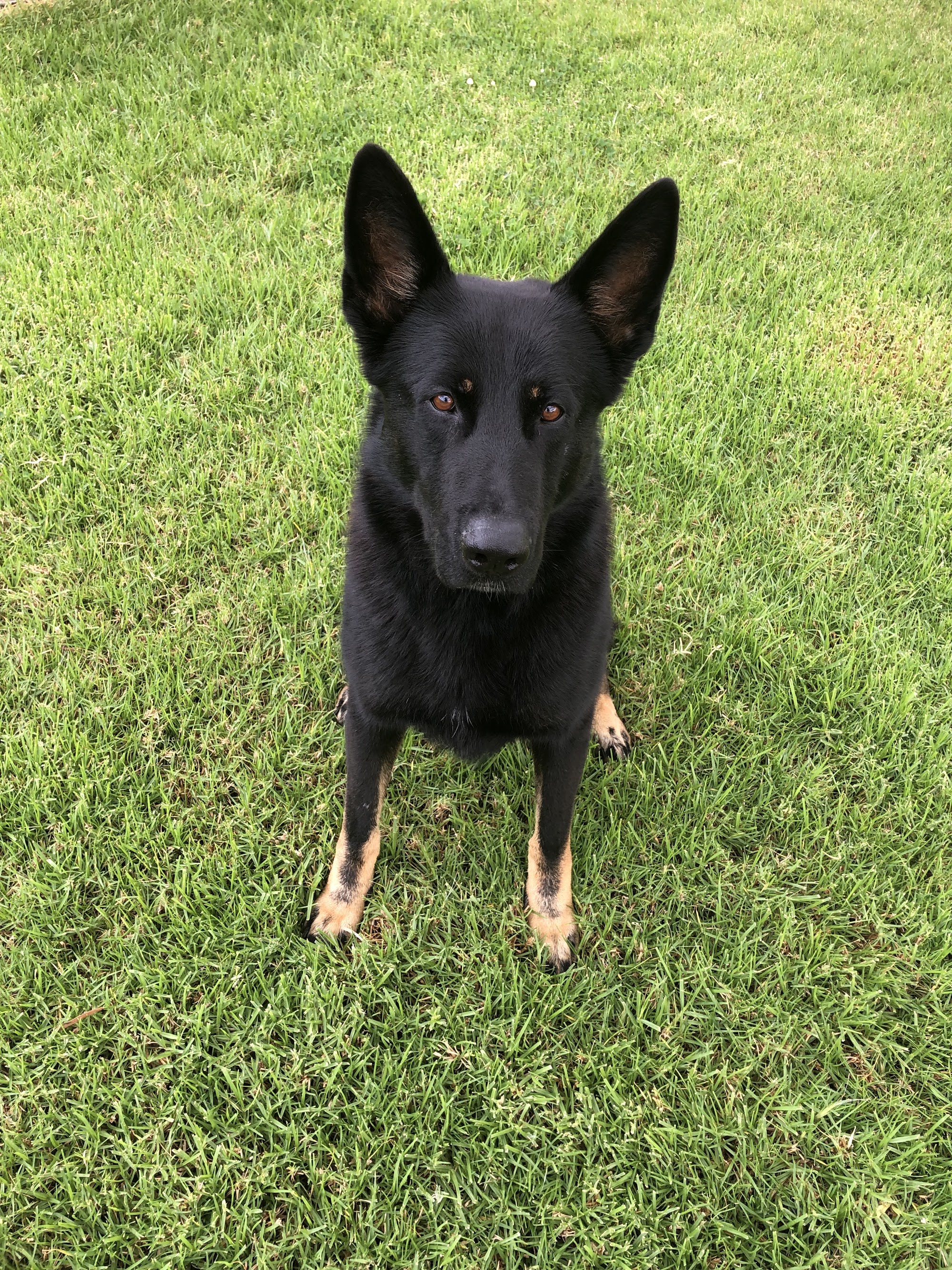 The Pet Ranch — Pet Groomers