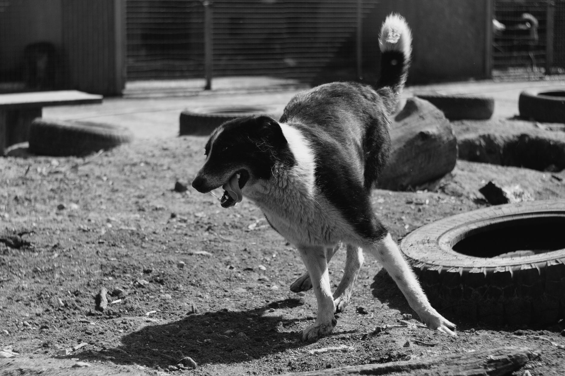 The Pet Ranch
