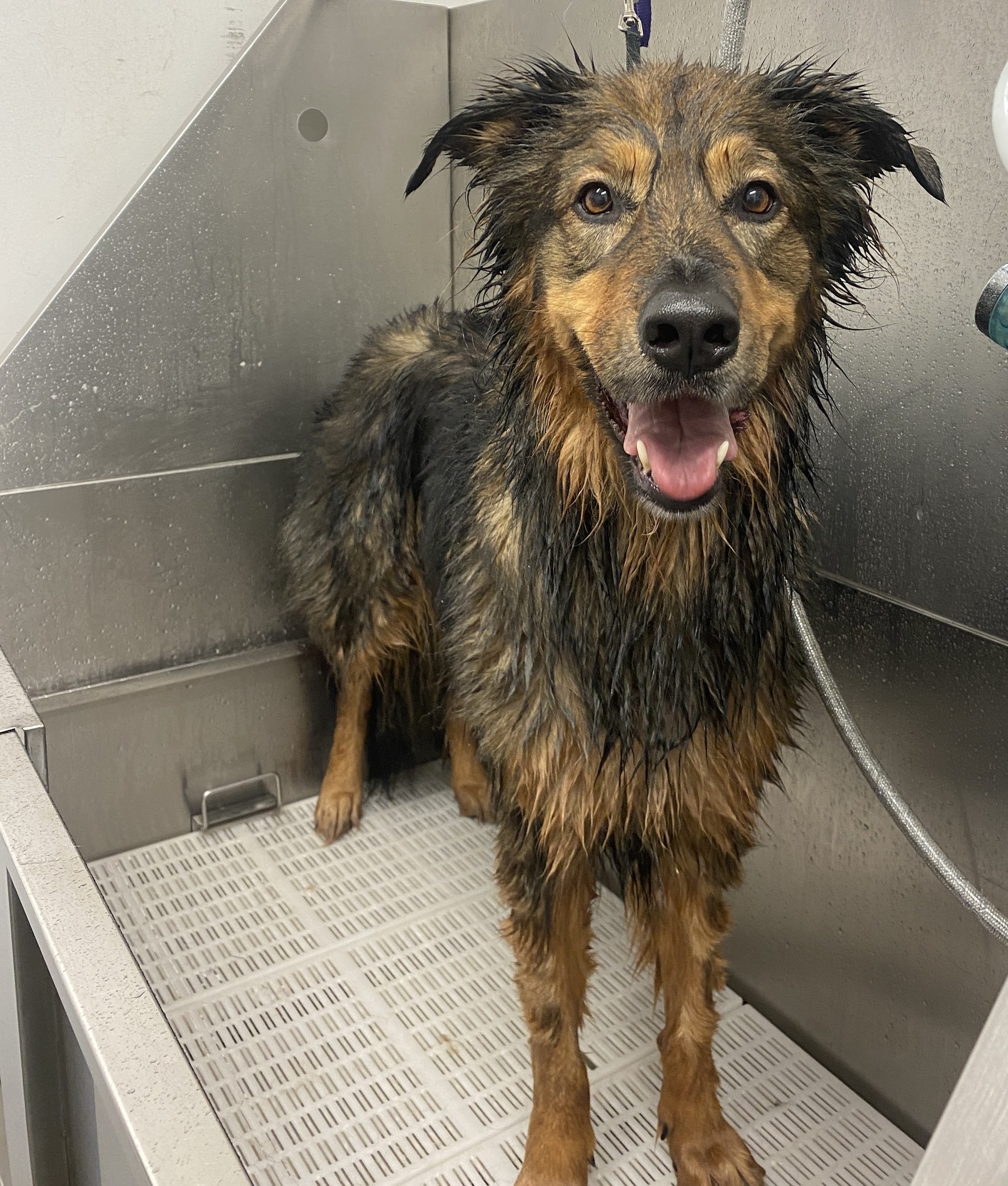 Canine Clubhouse and Day Spa — Pet Groomers