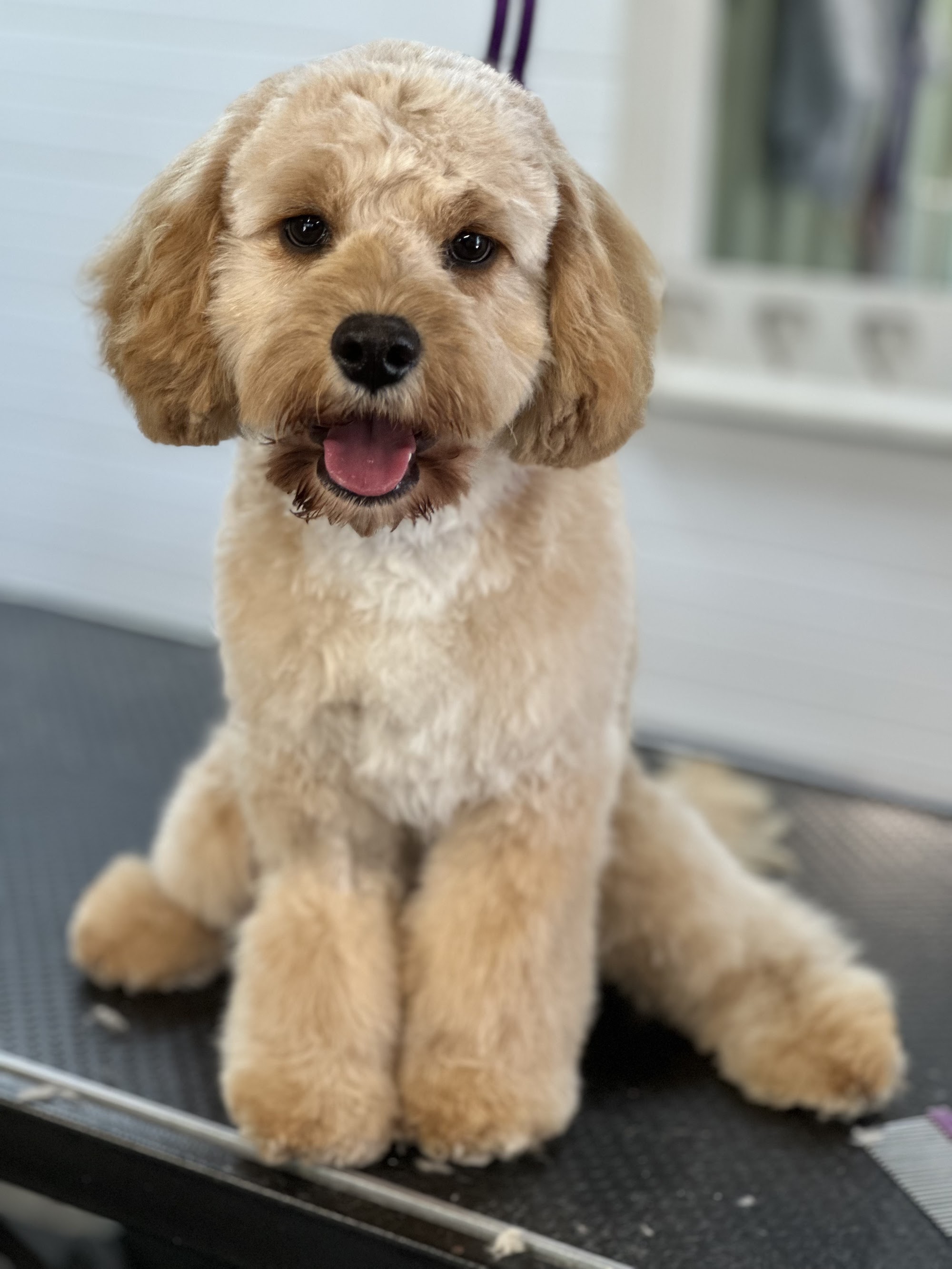 Debs Dog Parlour — Pet Groomers
