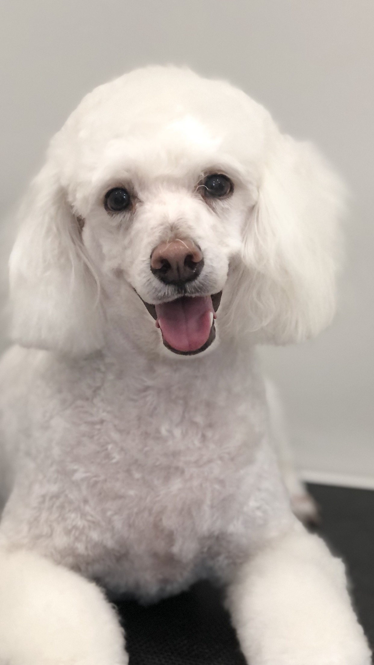 Robs Pampered Pets — Pet Groomers