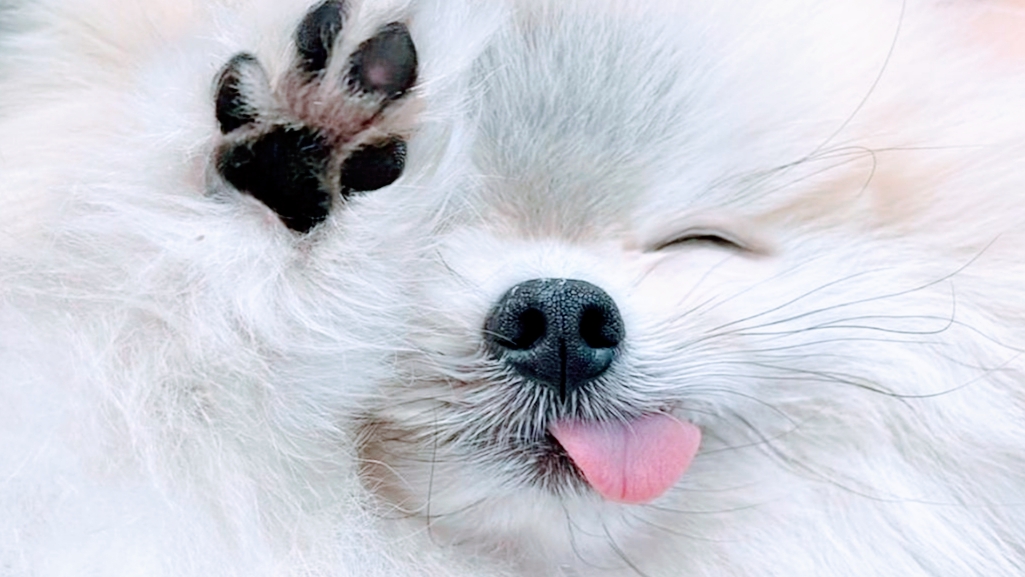 Pampering Paws