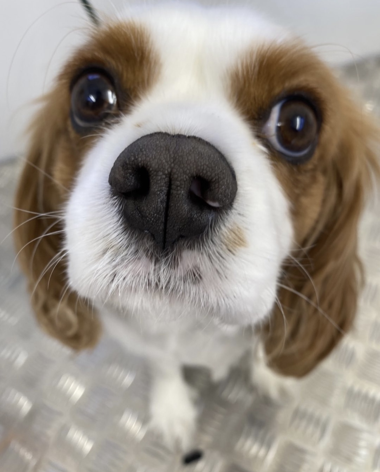 Jim's Dog Wash Sussex Inlet — Pet Groomers