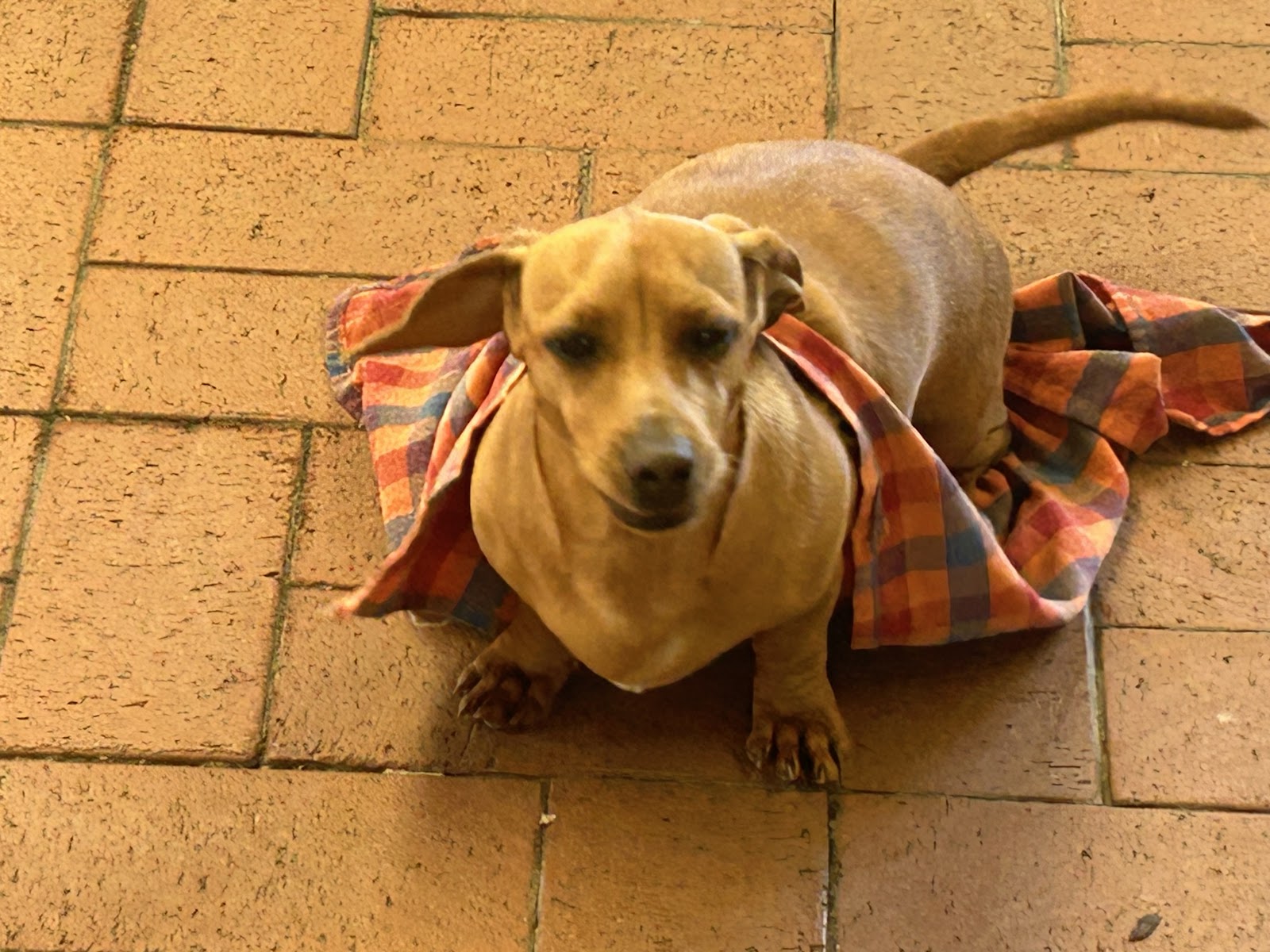 Robins Pet Caring