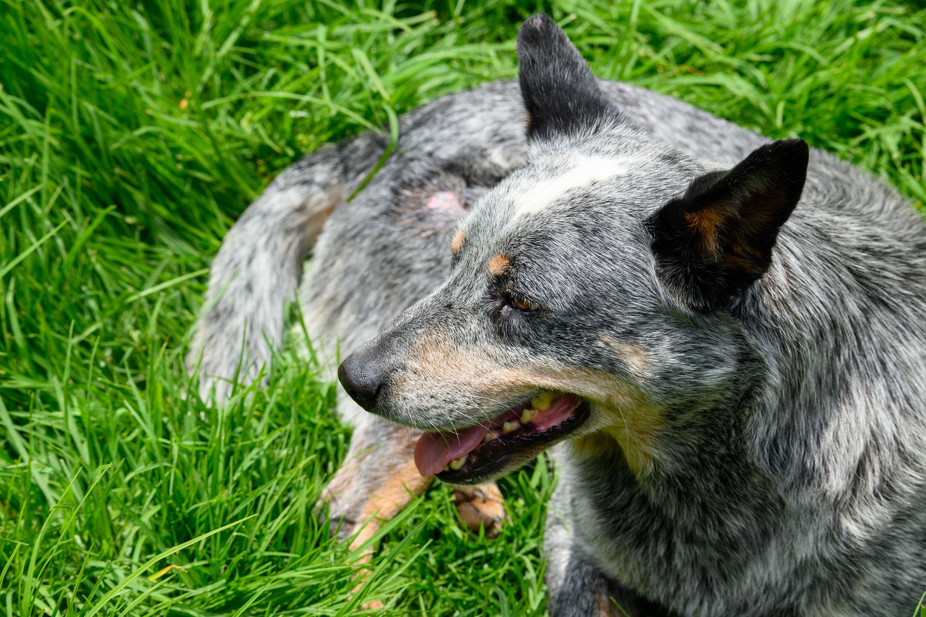 Robins Pet Caring — Pet Groomers