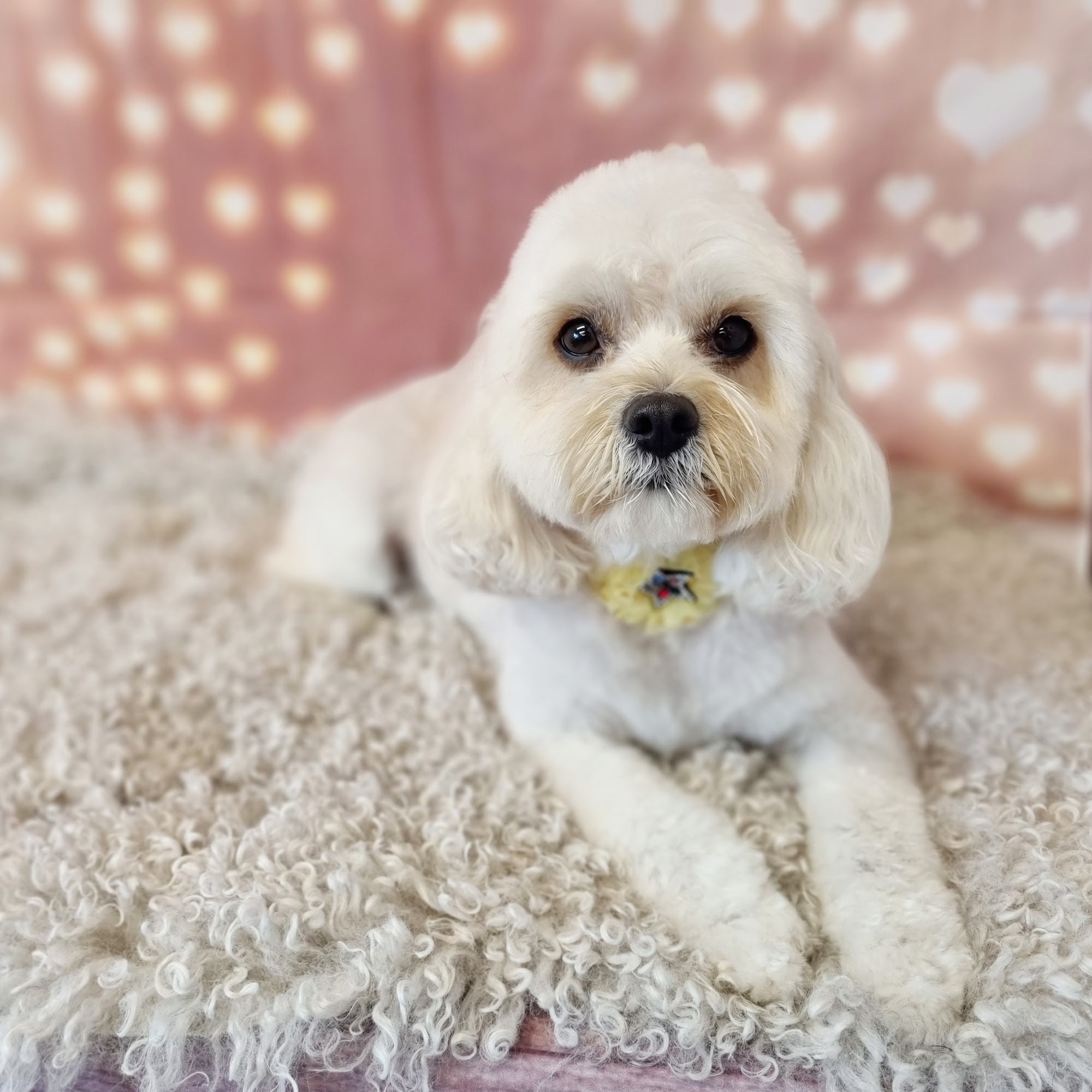 Sharp Dog Grooming — Pet Groomers