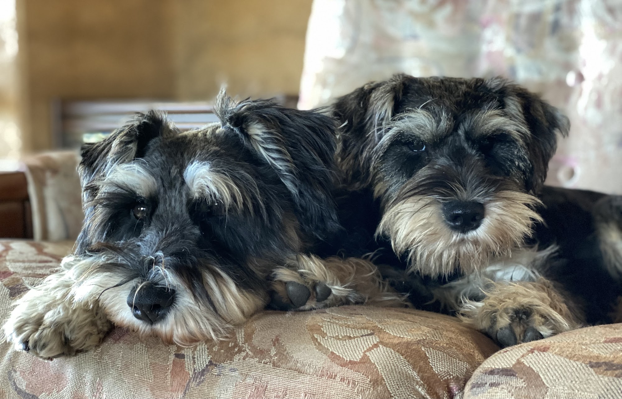 Clyde River Pet Lodge — Pet Groomers