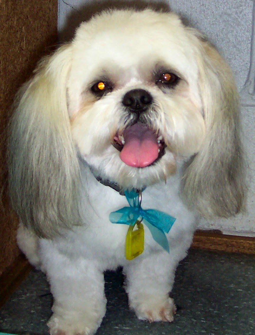 Pooch Grooming Salon — Pet Groomers