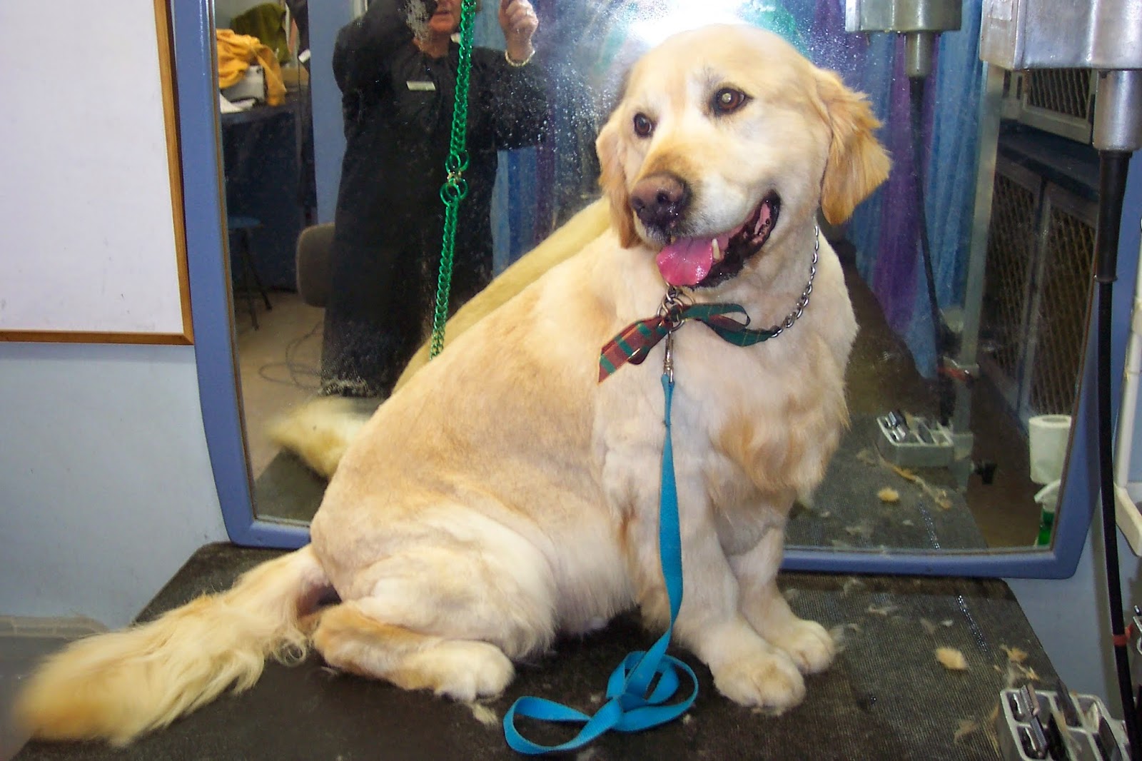 Pooch Grooming Salon