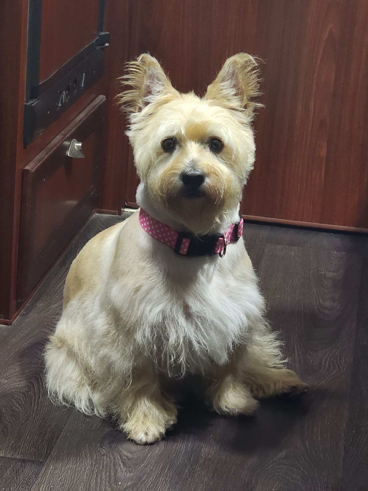 Pooch Grooming Salon