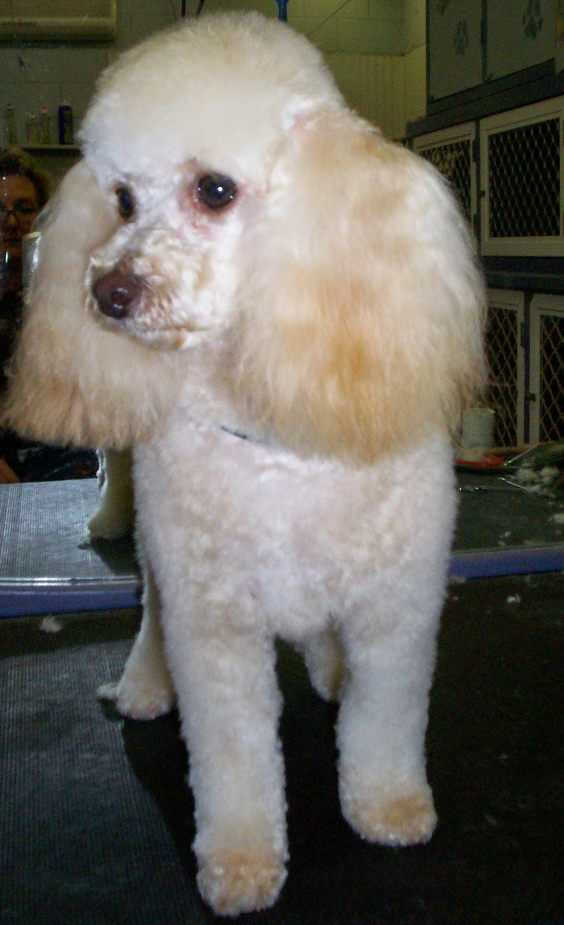 Pooch Grooming Salon