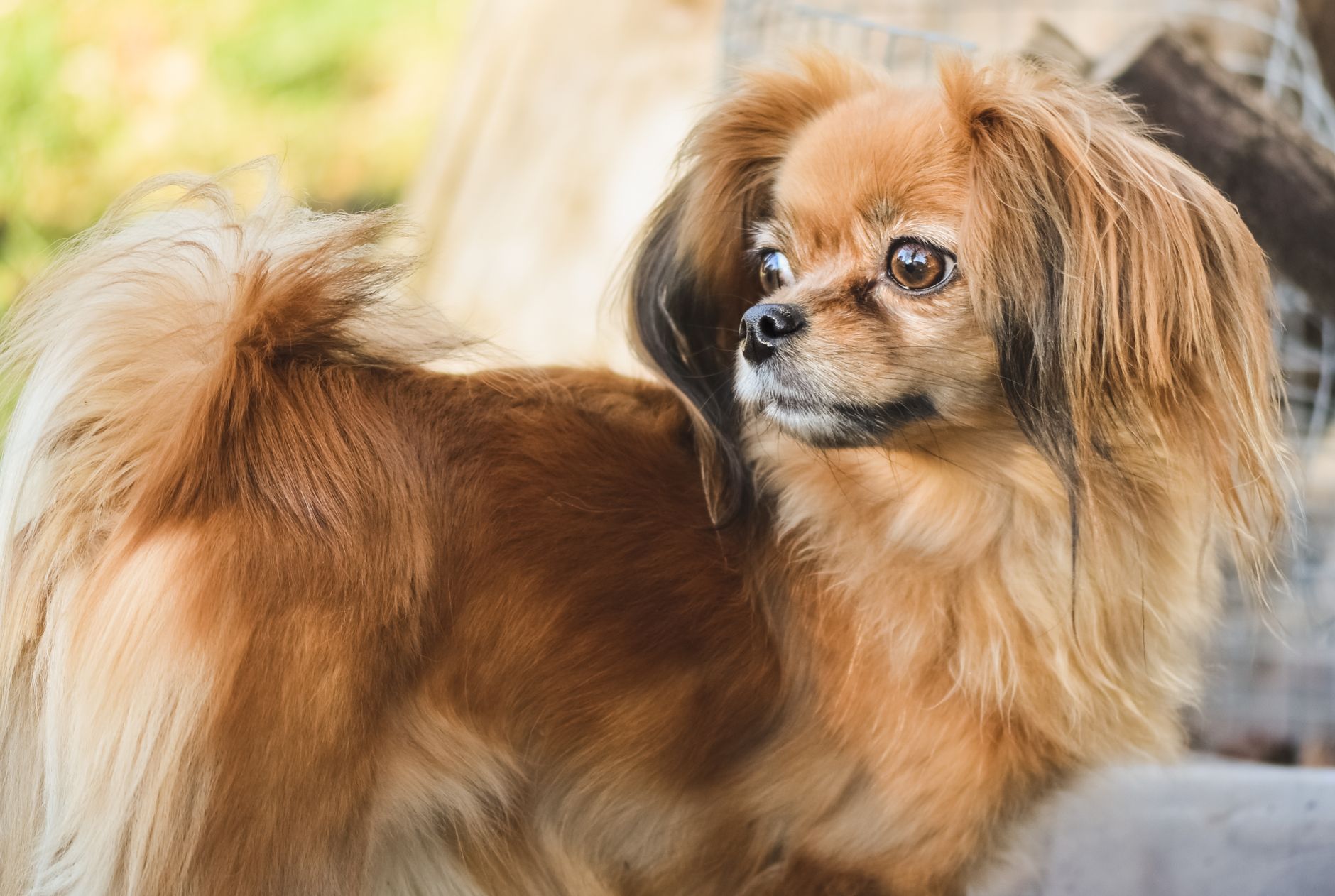 Pooch Grooming Salon