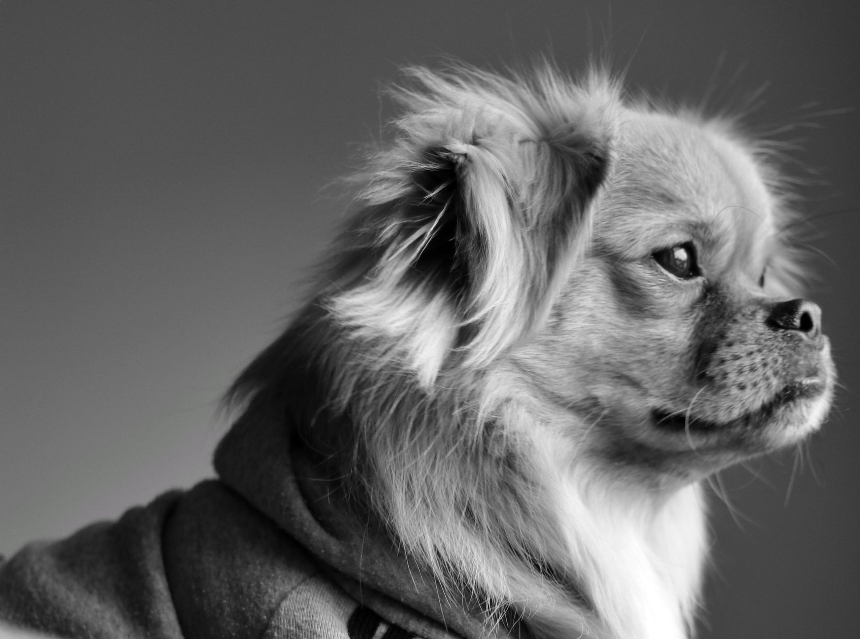 Pooch Grooming Salon