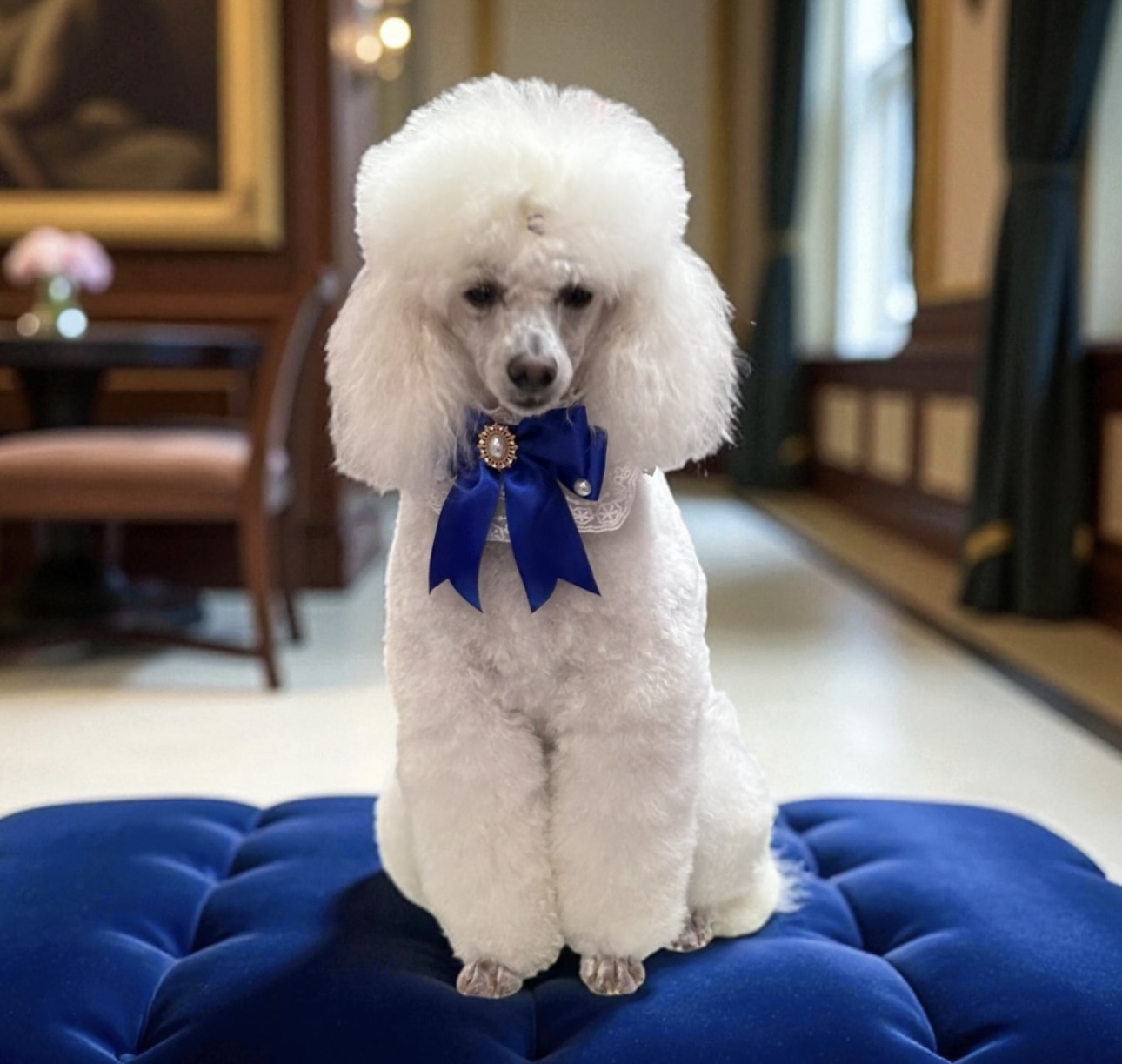 Dolly’s Dog Grooming Salon is located in Moruya — Pet Groomers