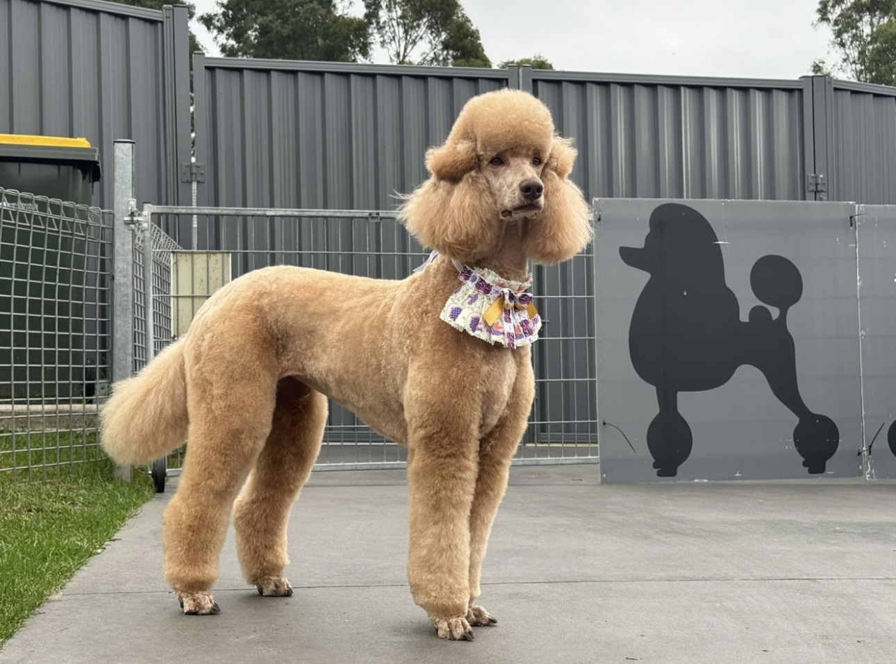 Dolly’s Dog Grooming Salon is located in Moruya