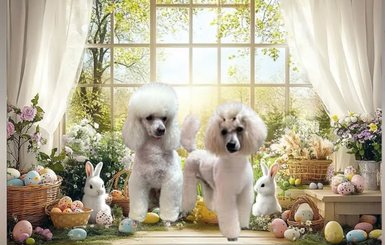 Dolly’s Dog Grooming Salon is located in Moruya