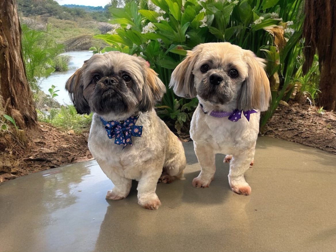 Dolly’s Dog Grooming Salon is located in Moruya