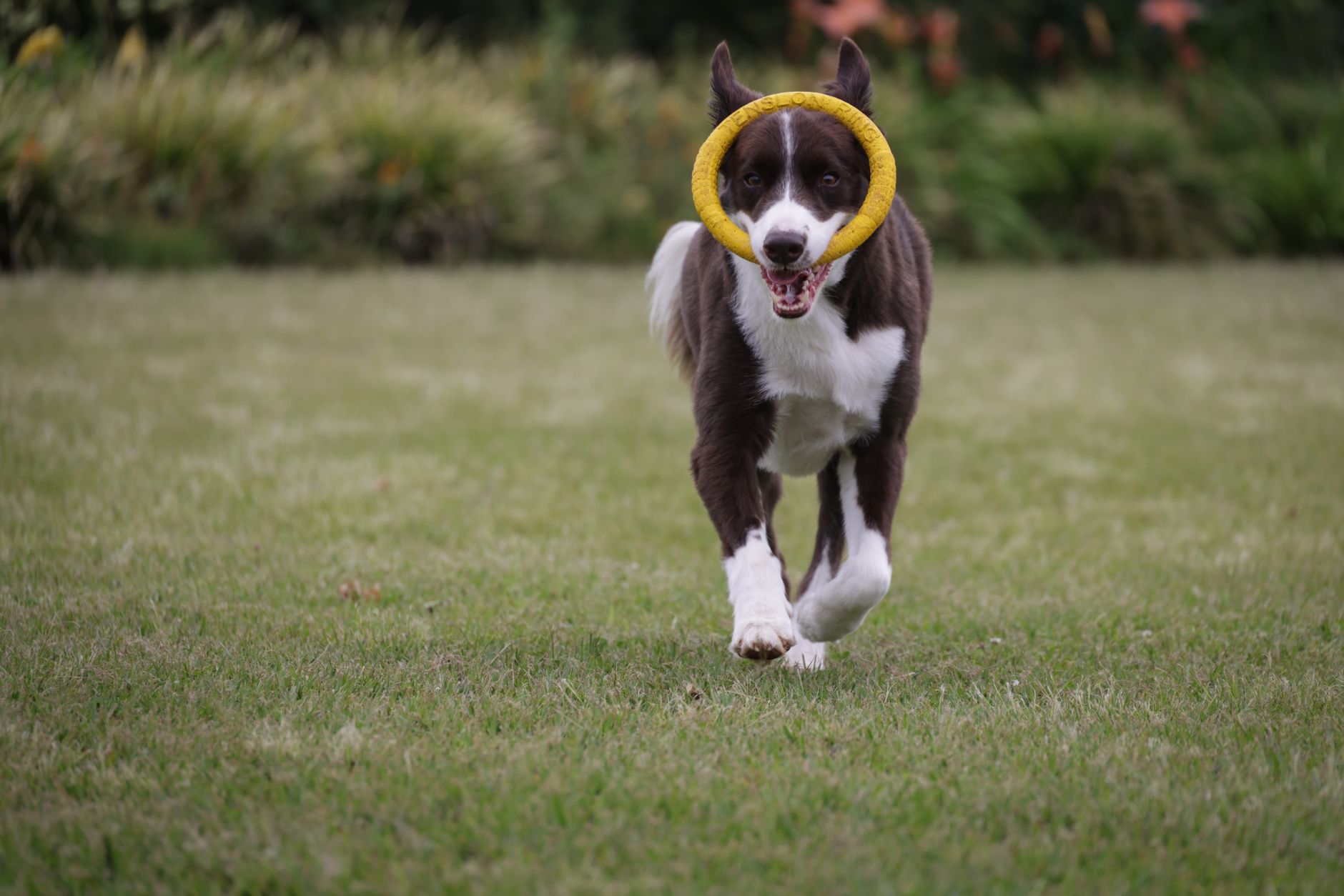 Canine Culture