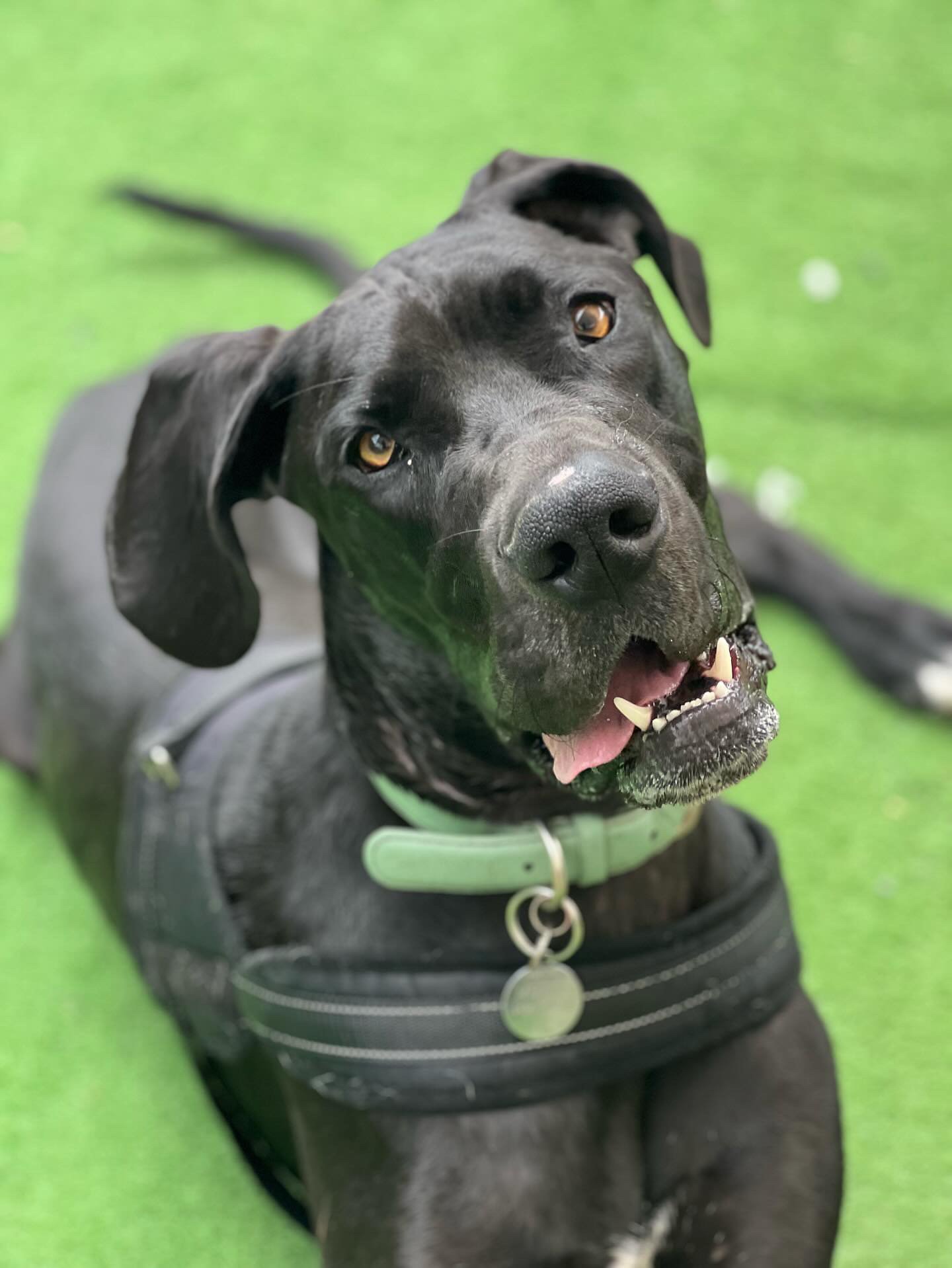 Fyshwick Doggy & Puppy Daycare — Pet Groomers