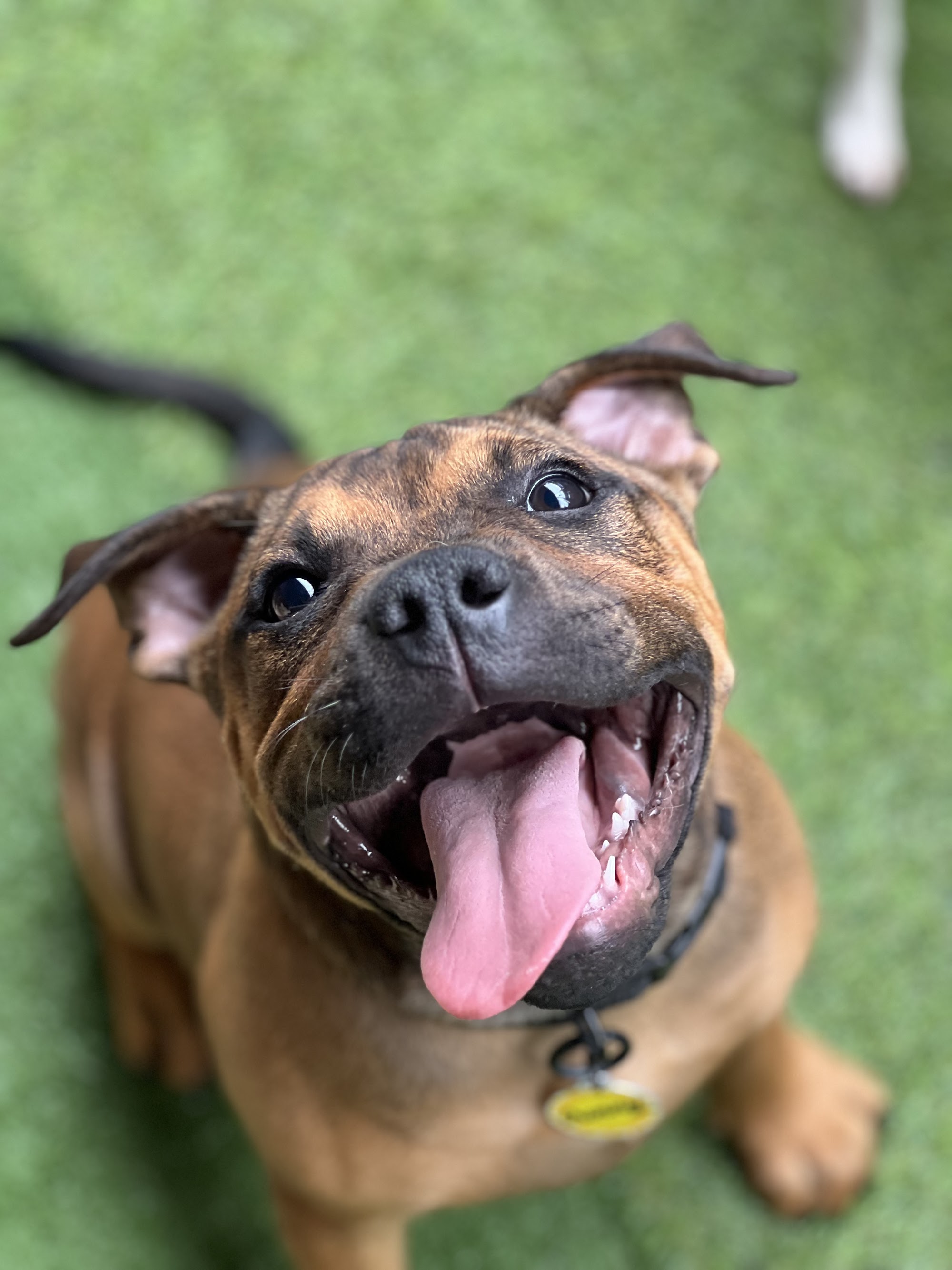 Fyshwick Doggy & Puppy Daycare