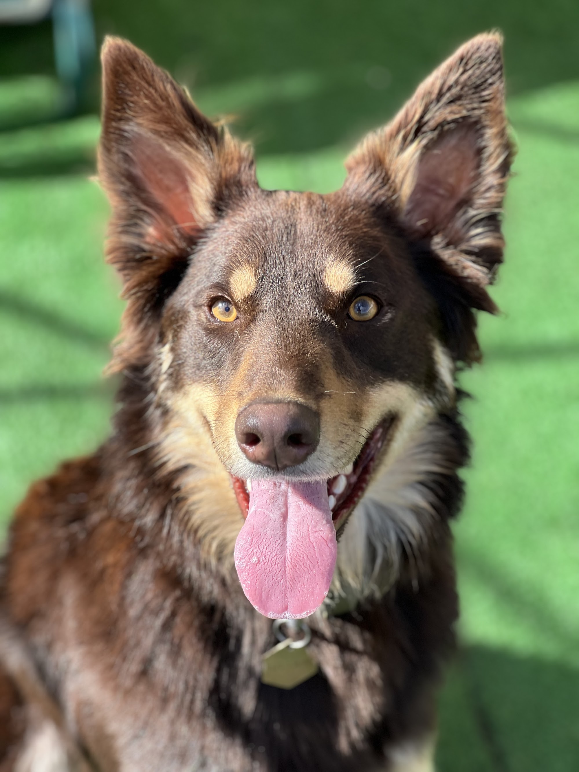 Fyshwick Doggy & Puppy Daycare