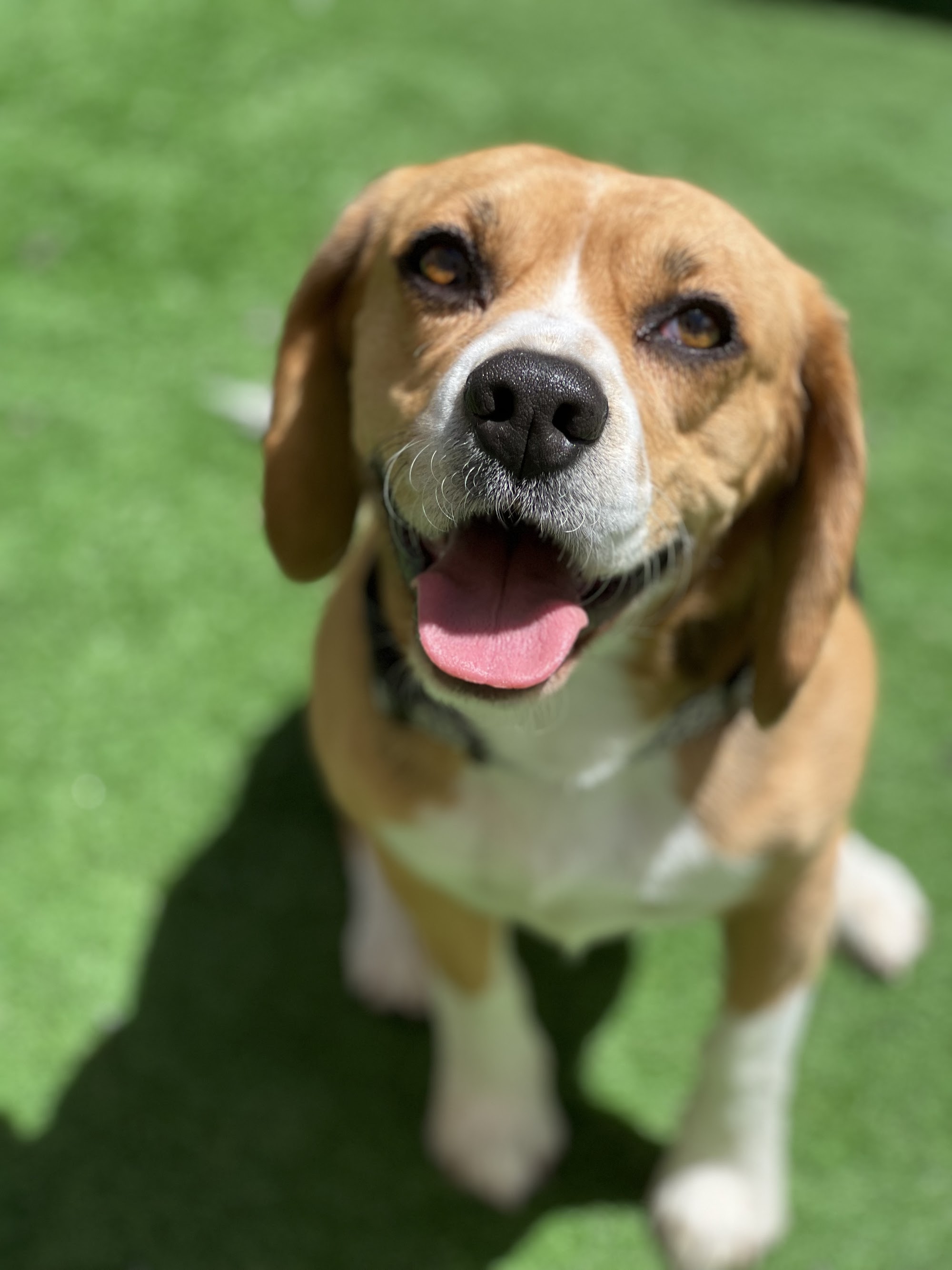 Fyshwick Doggy & Puppy Daycare