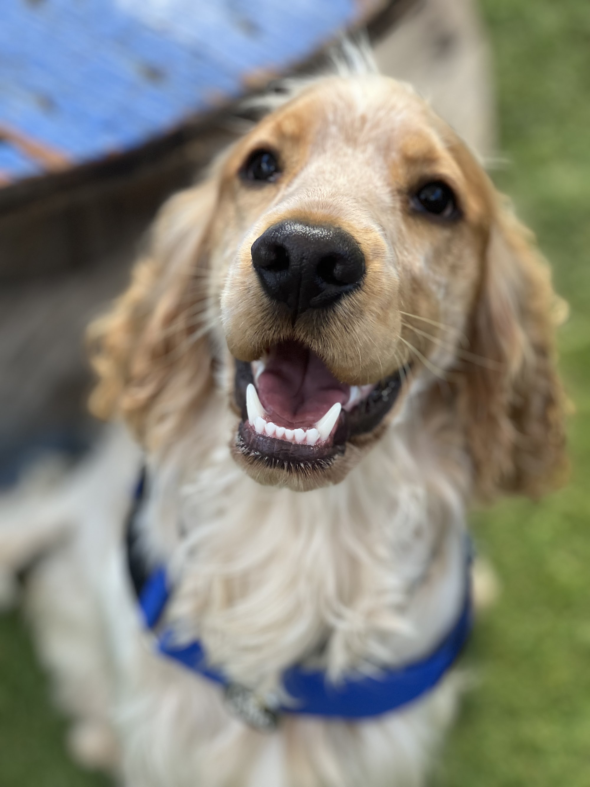 Fyshwick Doggy & Puppy Daycare